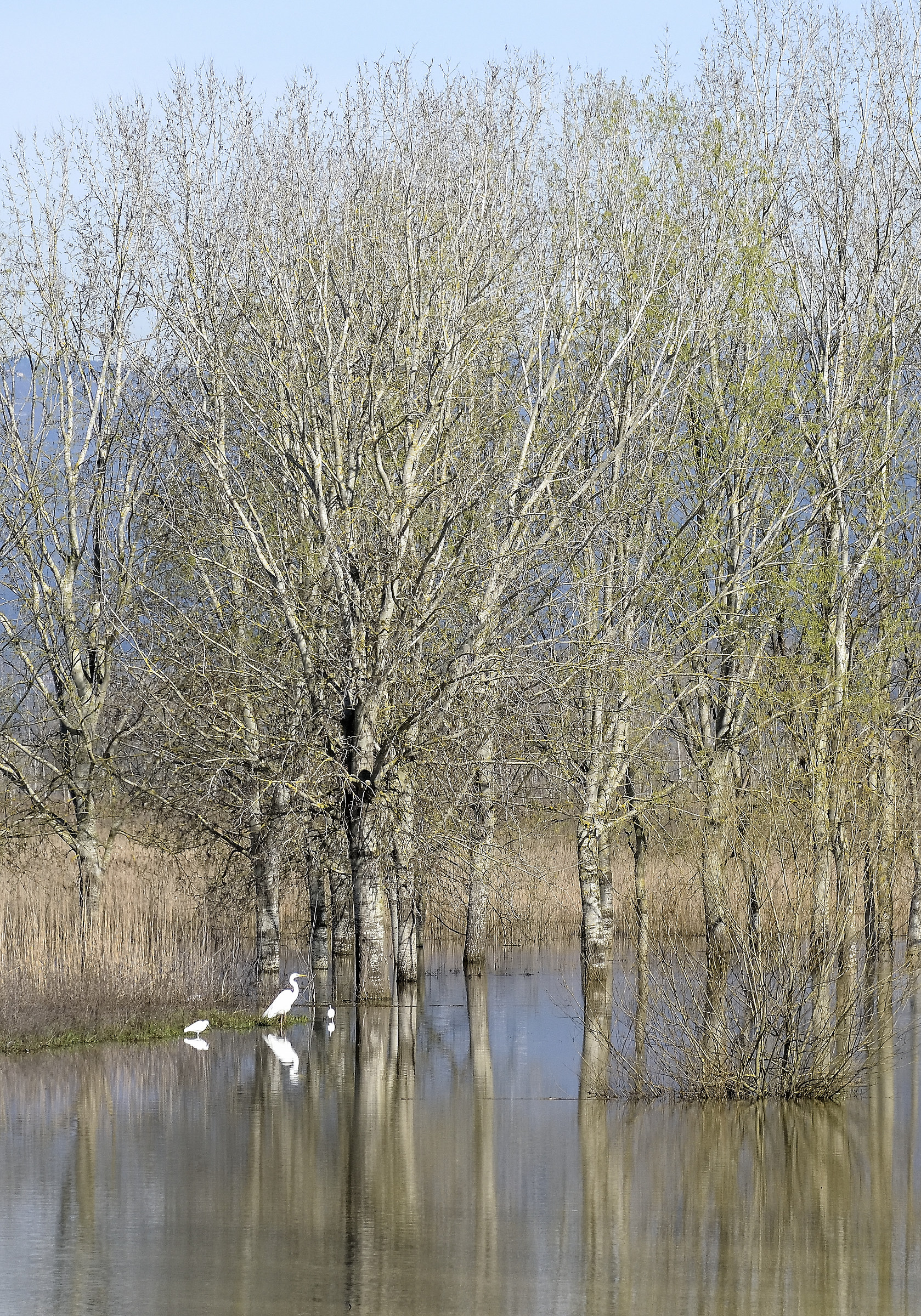 Herons and egrets