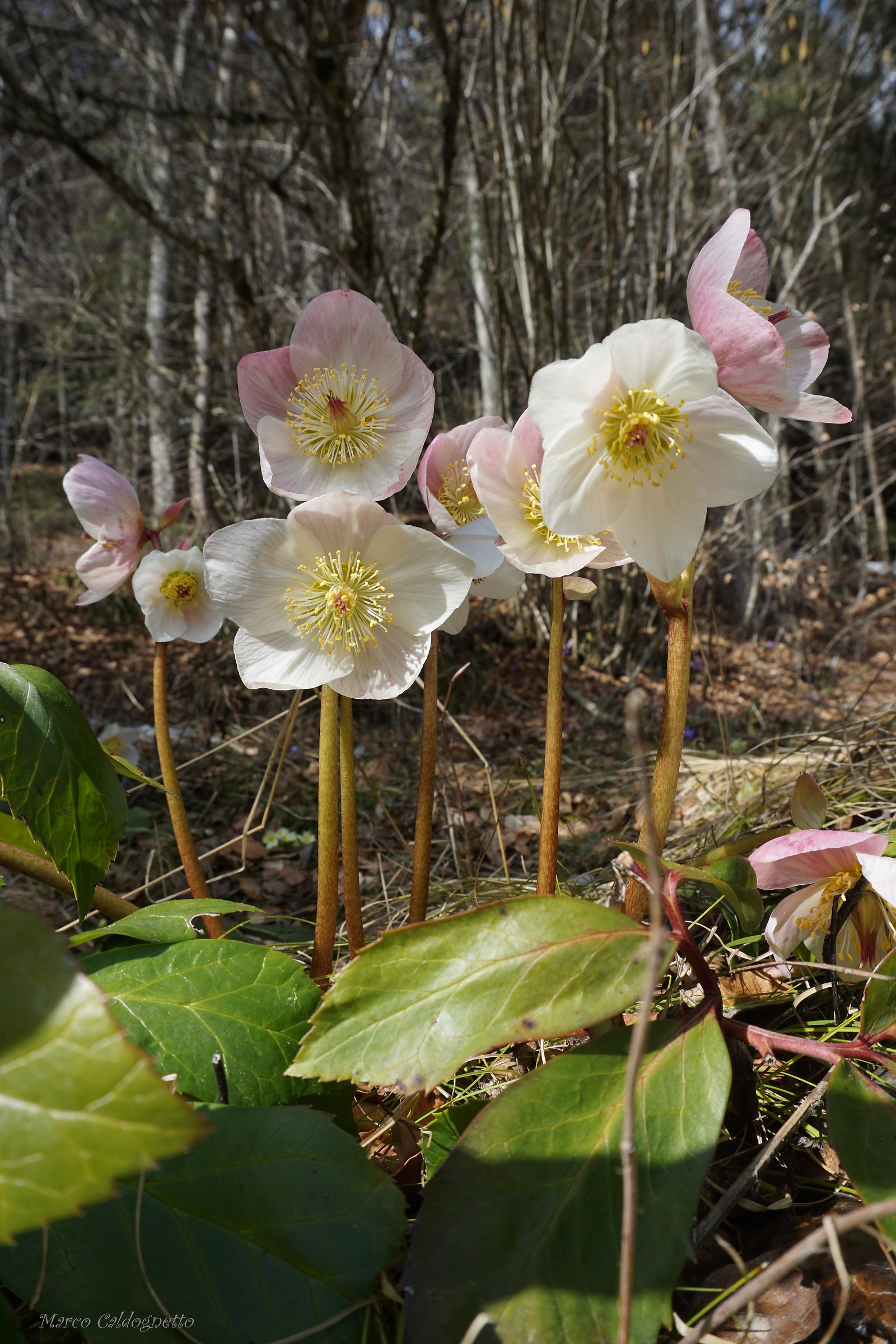 Christmas Alpine Rose