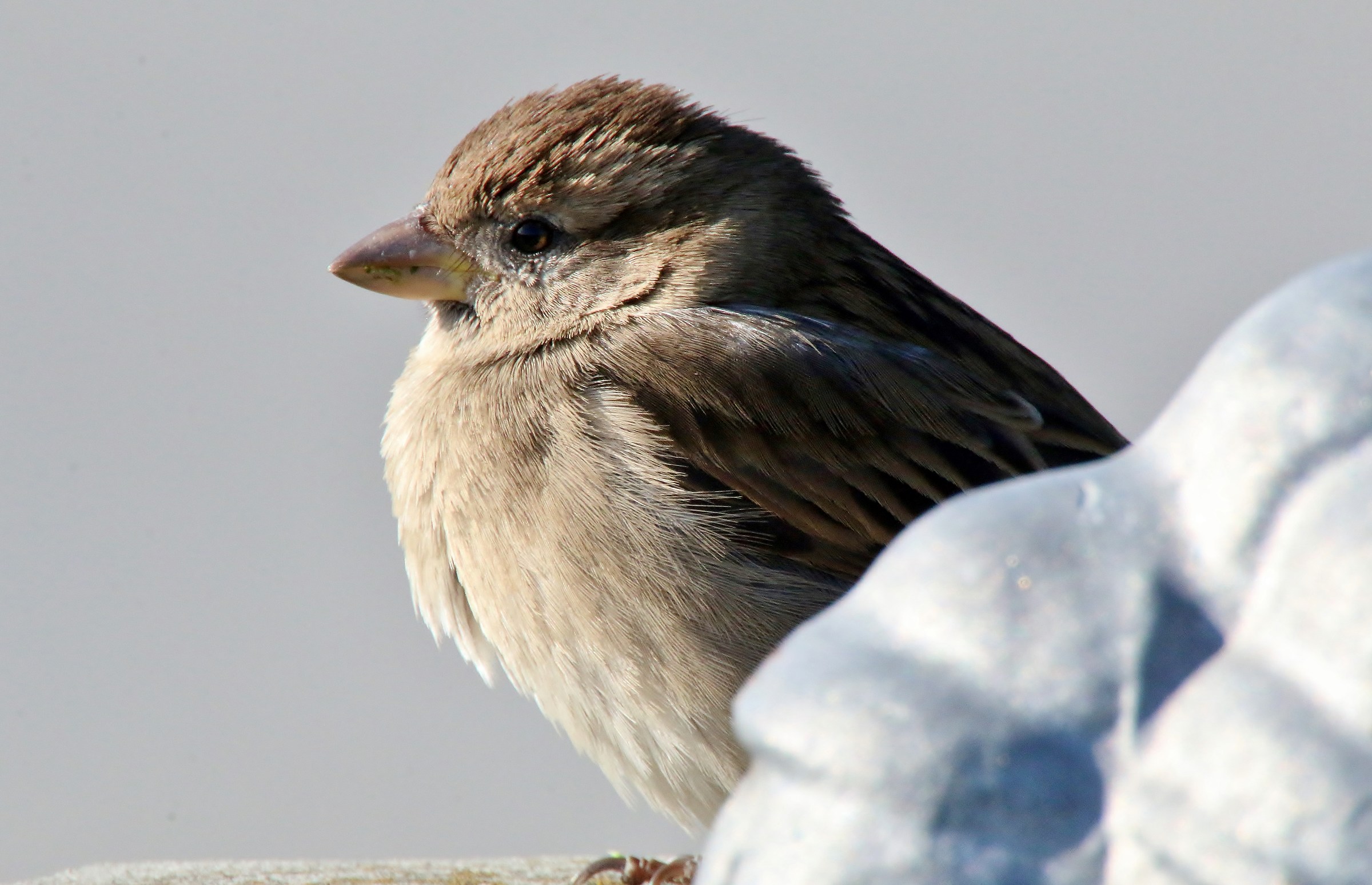 Il giardino di casa mia...