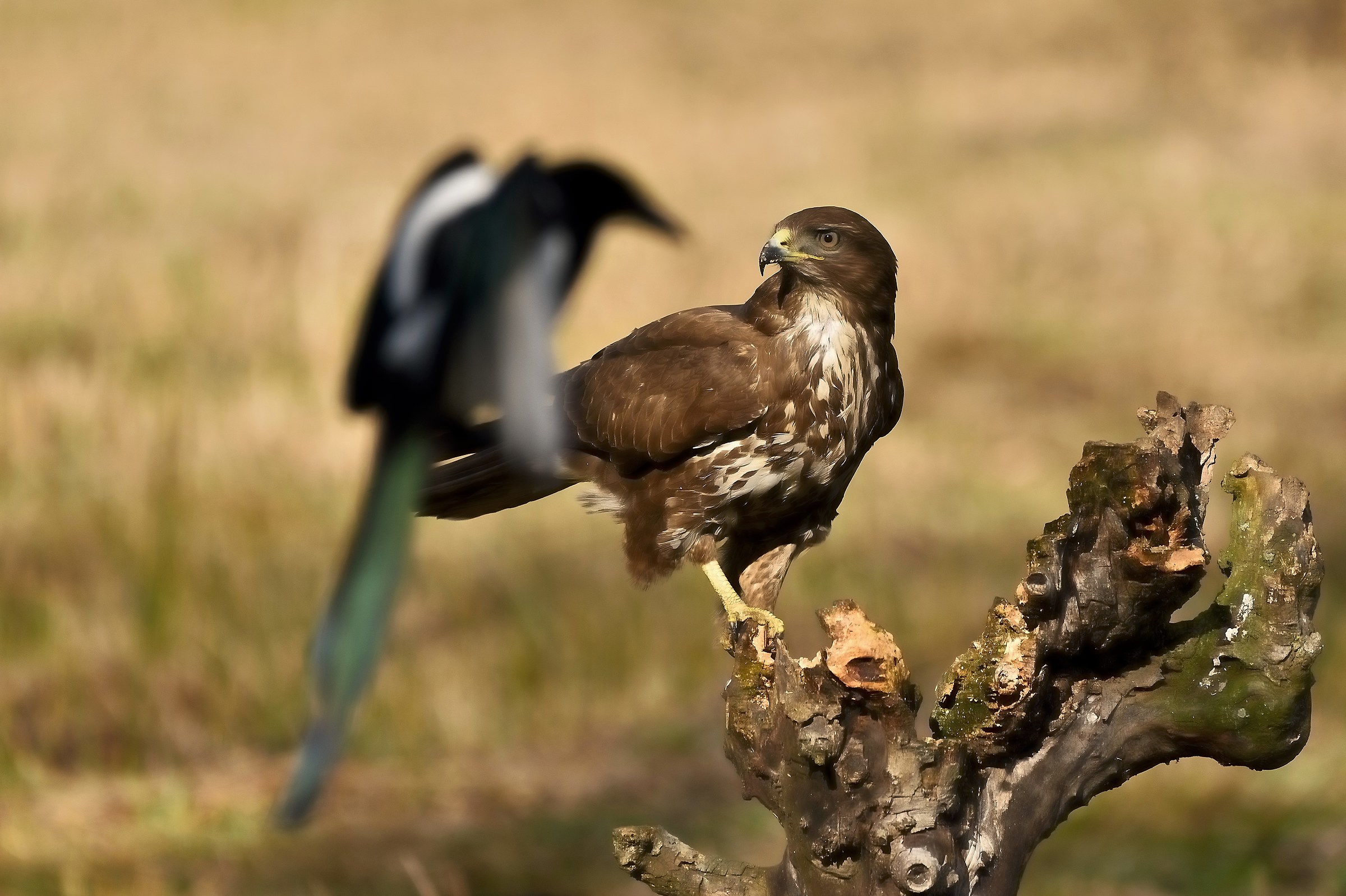 buzzard vs Magpie