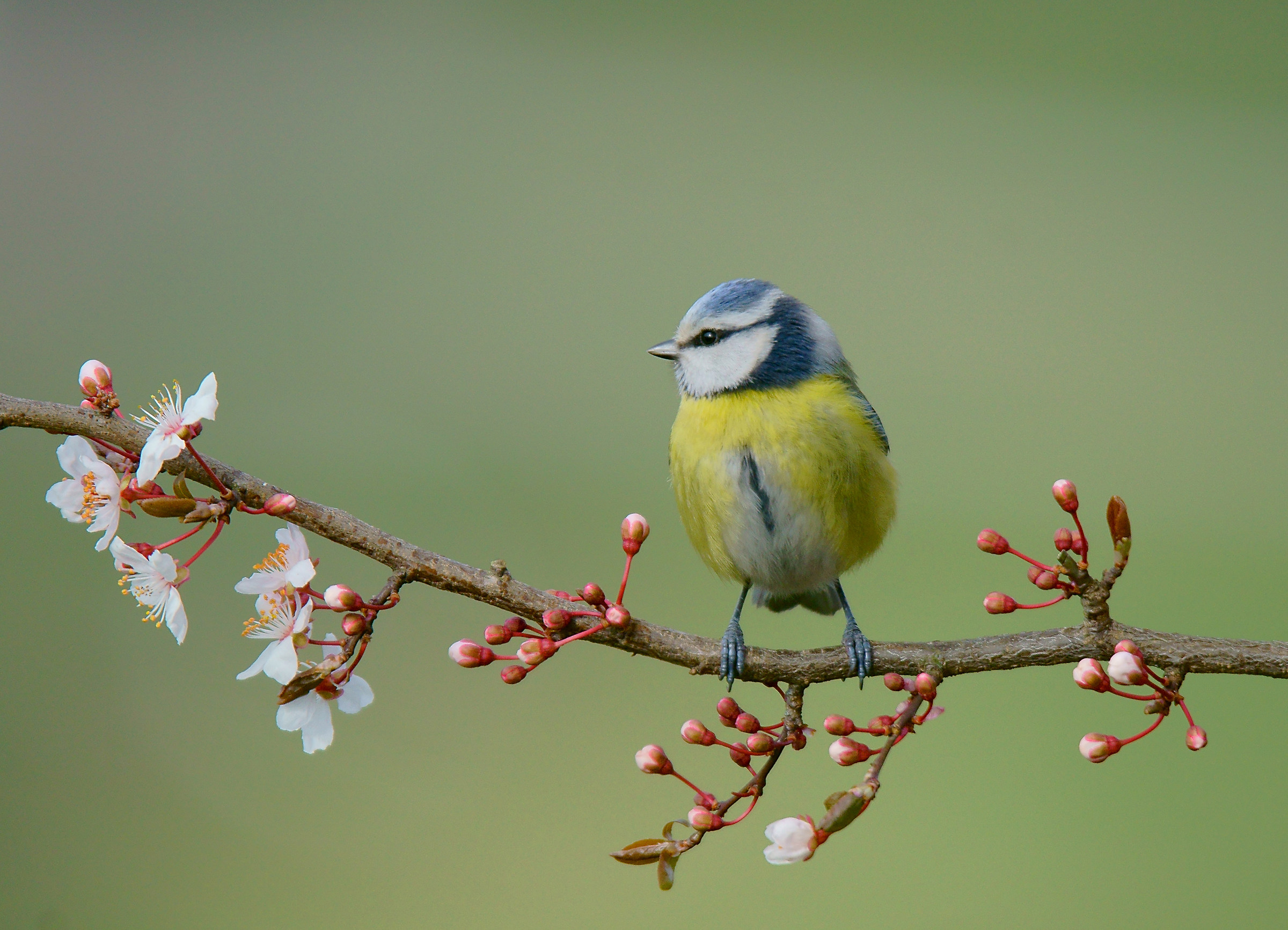 Bentornata primavera!