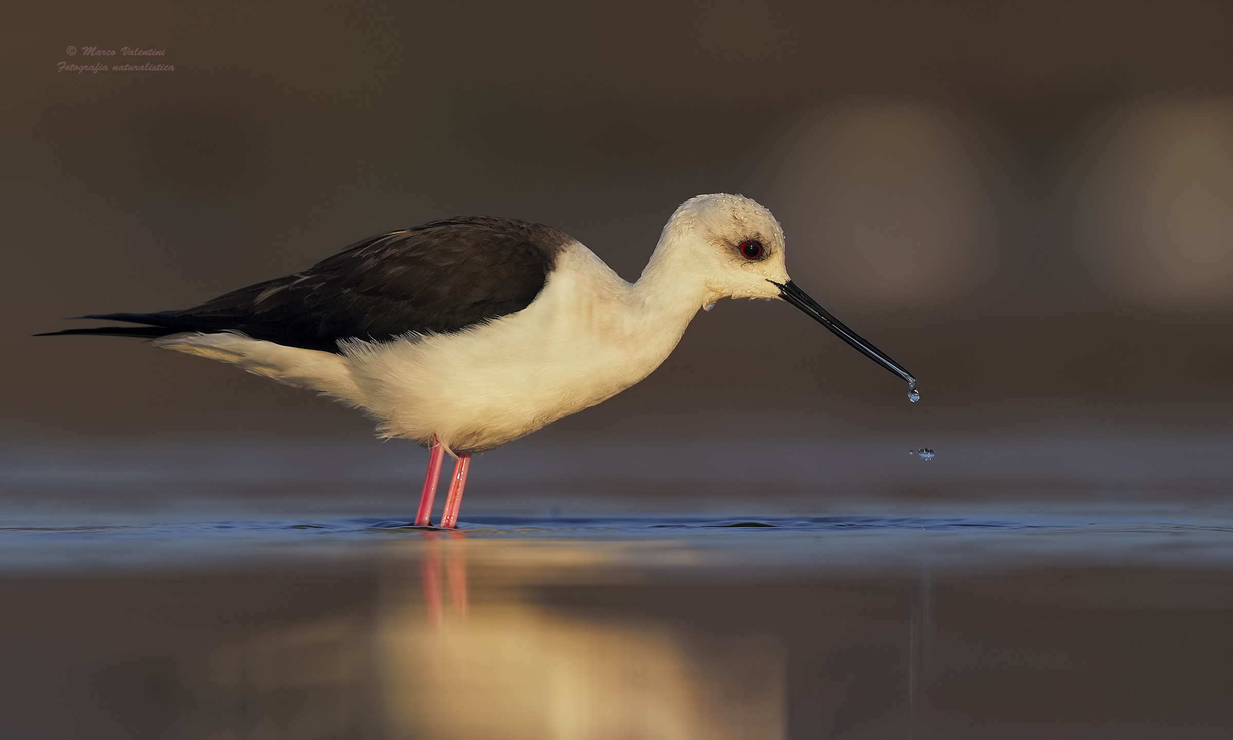 Stilt at dawn