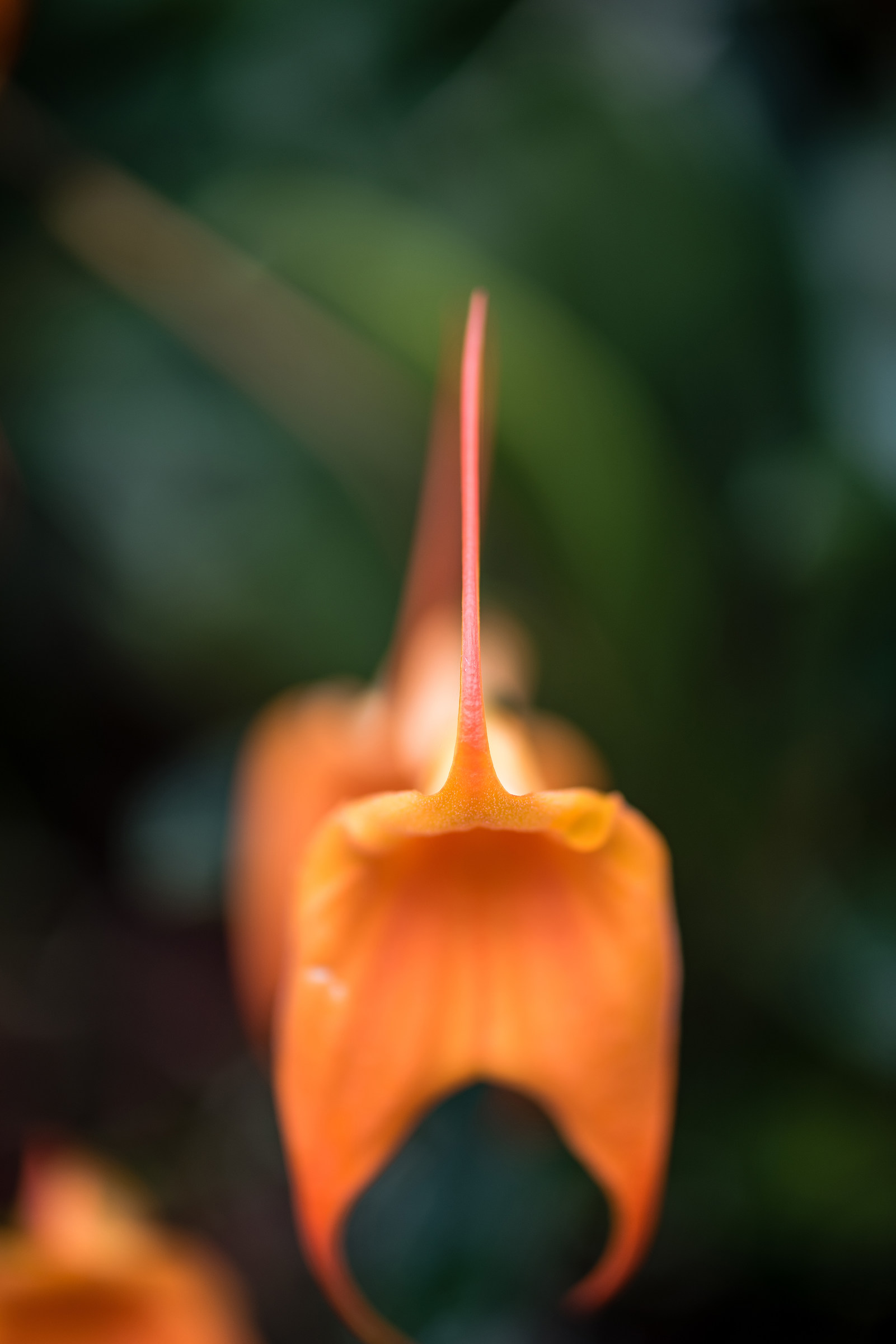 Orchidea a Gargazzone