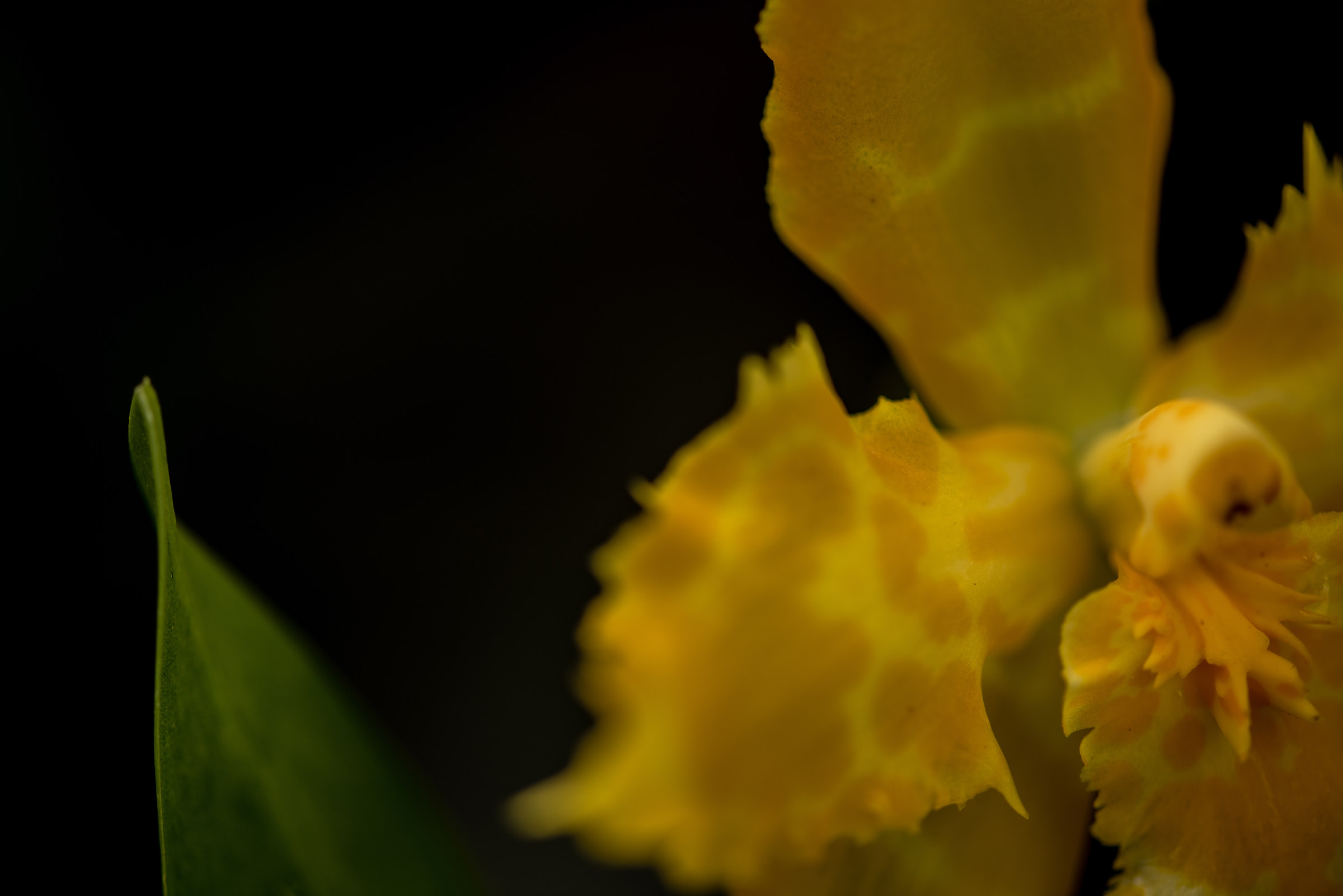 Orchidea a Gargazzone