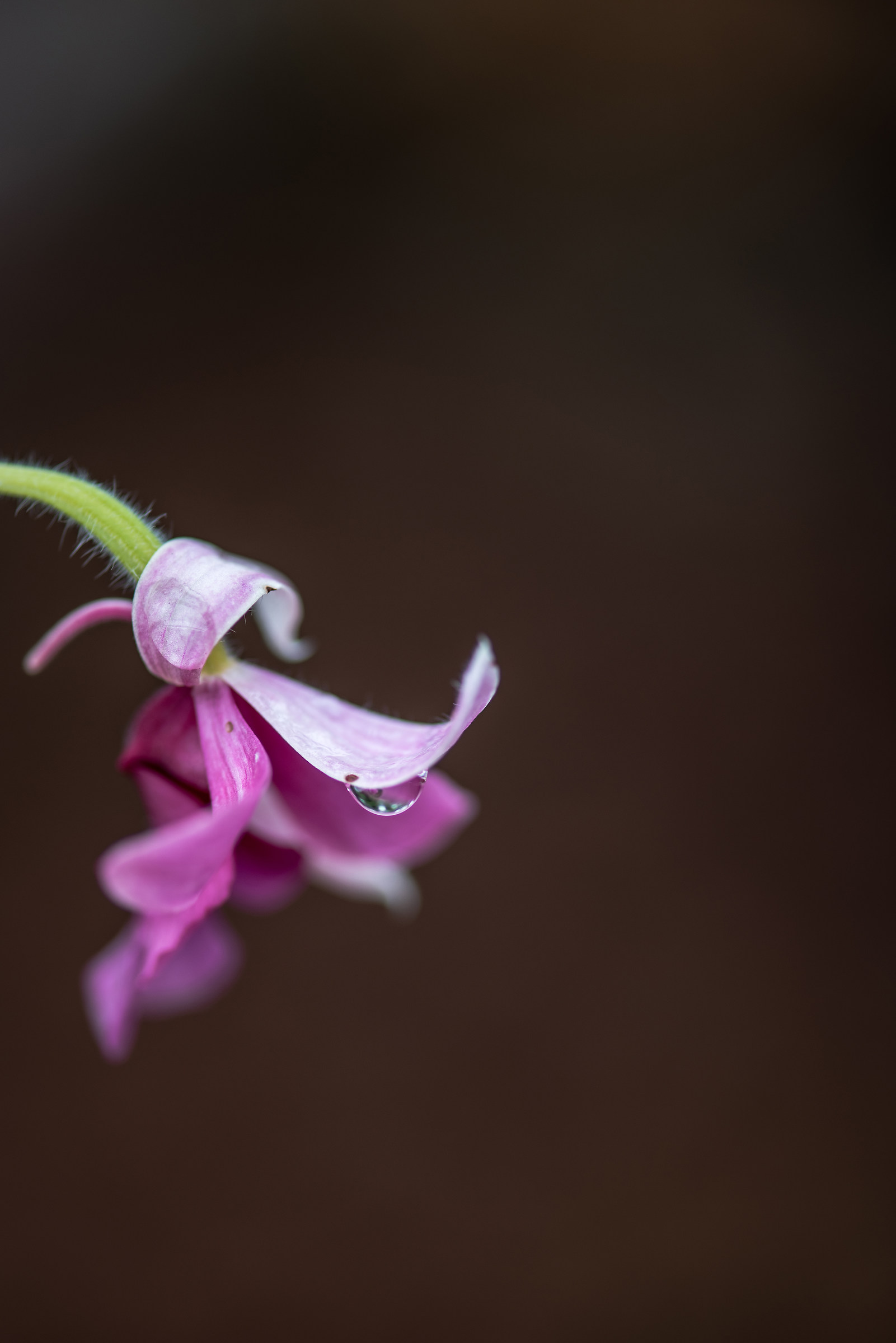 Orchidea a Gargazzone