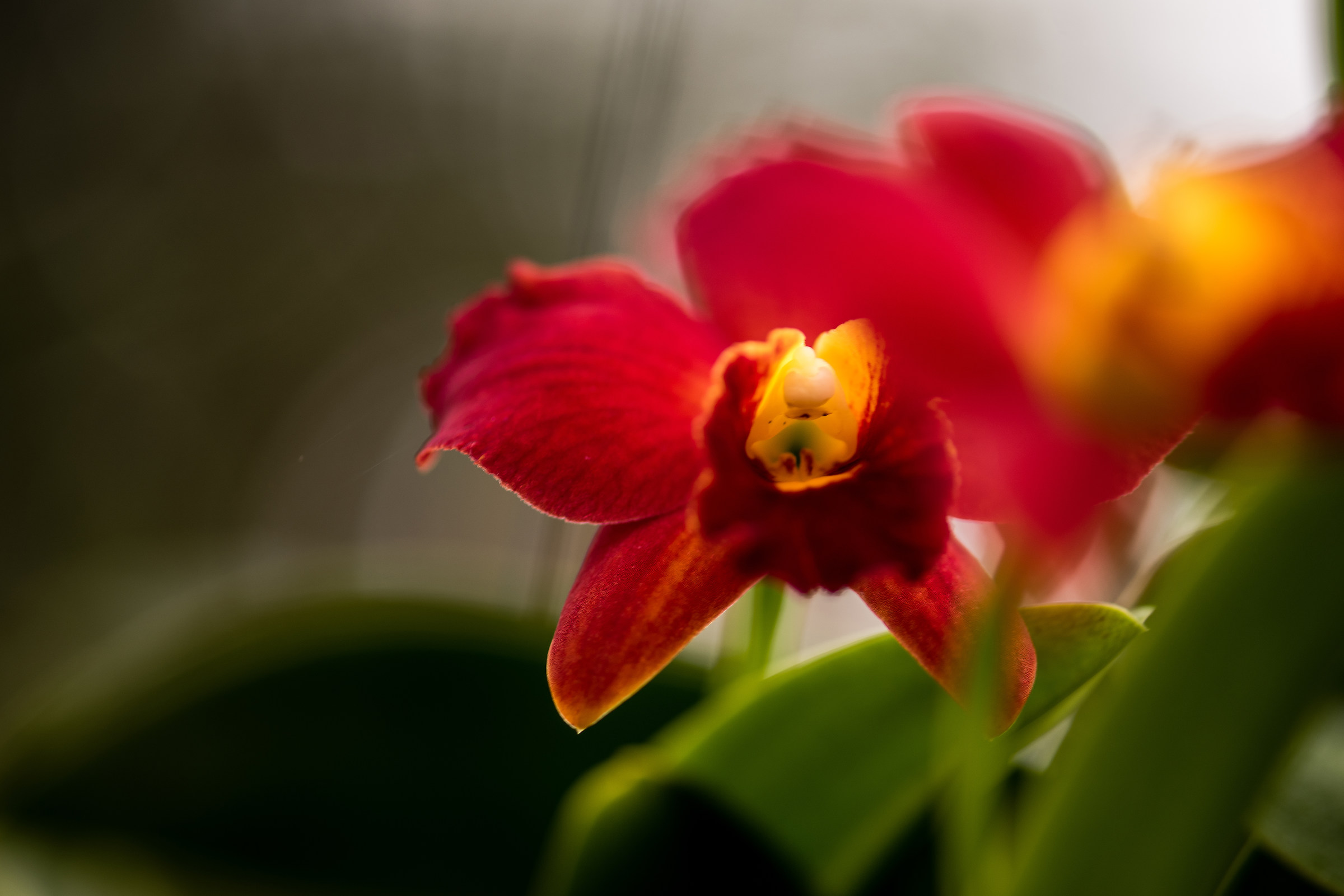 Orchidea a Gargazzone