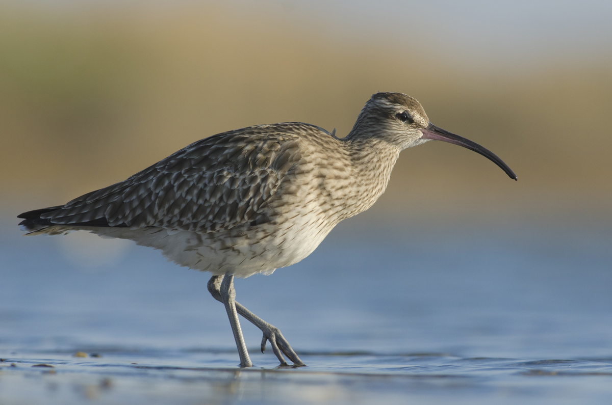 Whimbrel