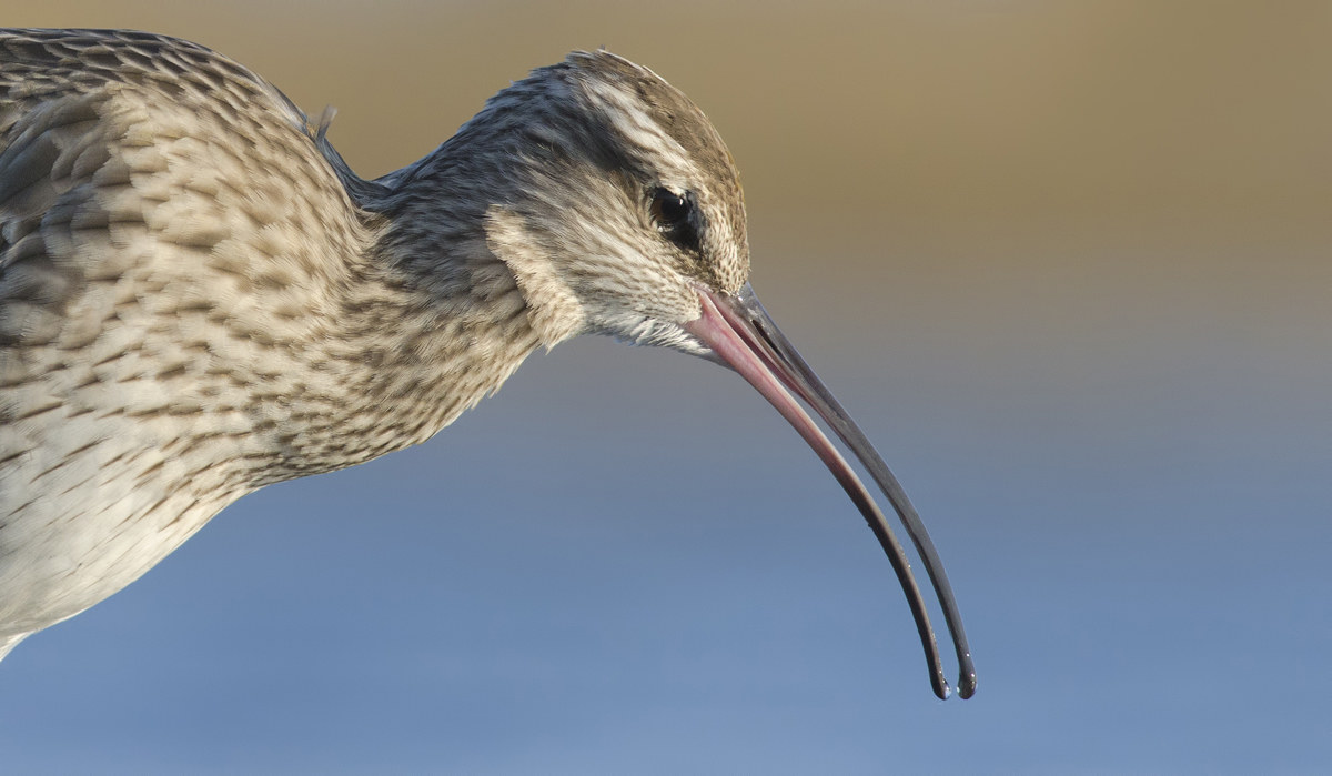 Whimbrel primo piano