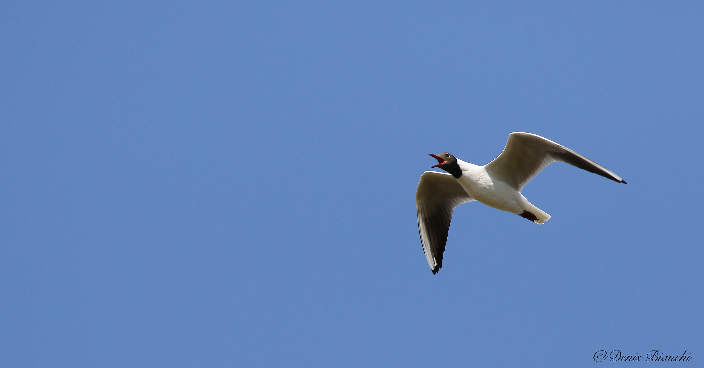 Mediterranean Gull (Larus melanocephalus)