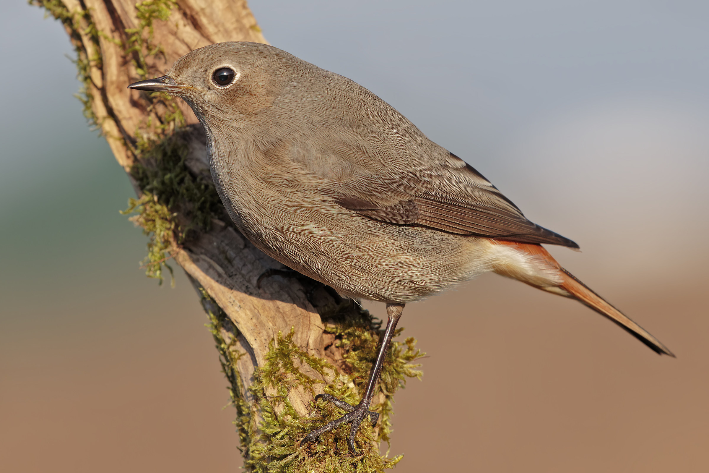 Chimney sweep Redstart