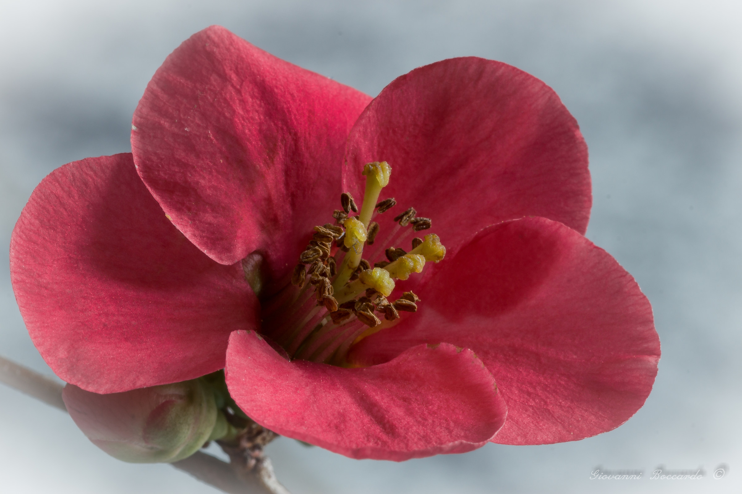 chaenomeles japonica