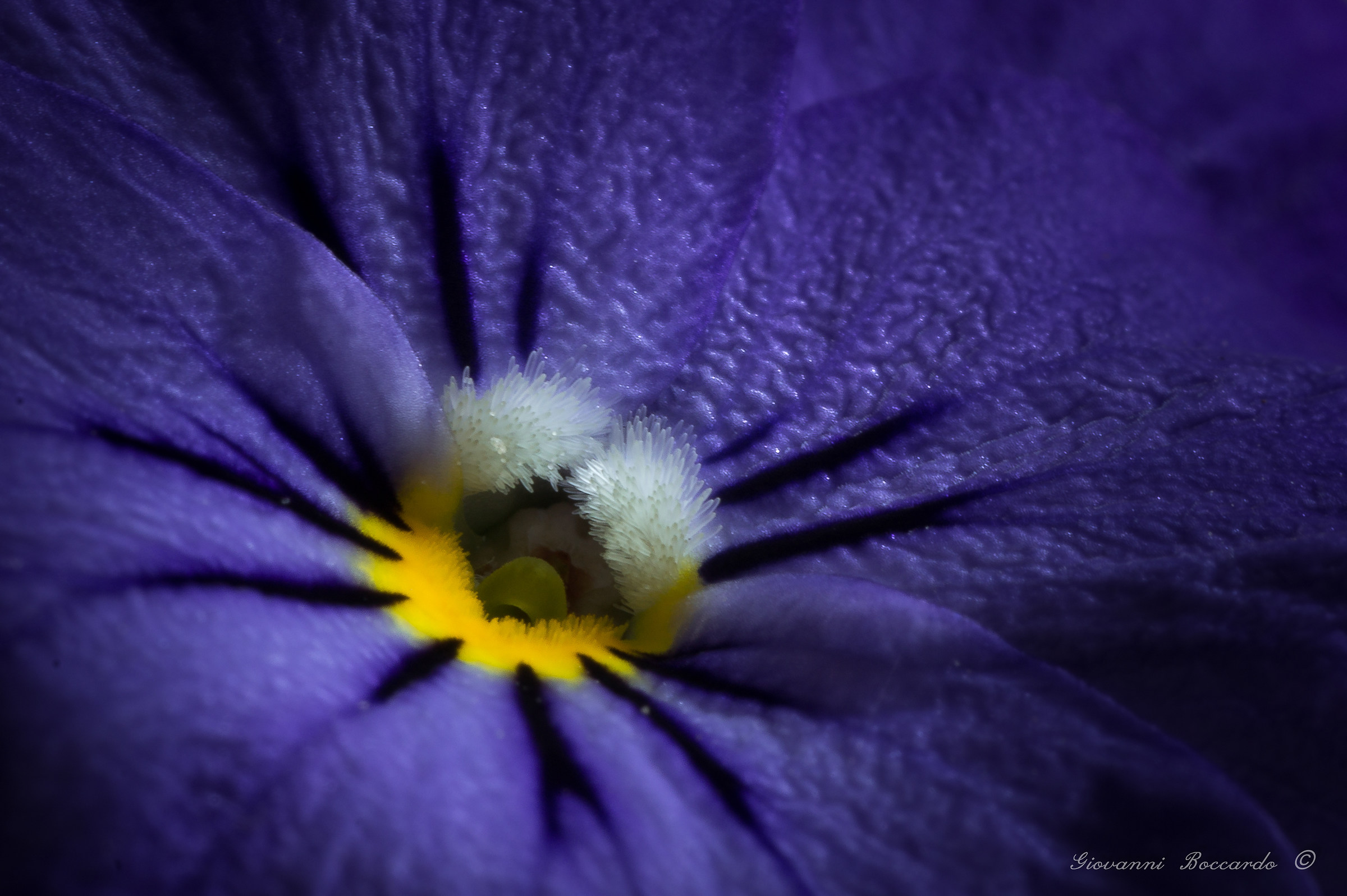 small details of a violet