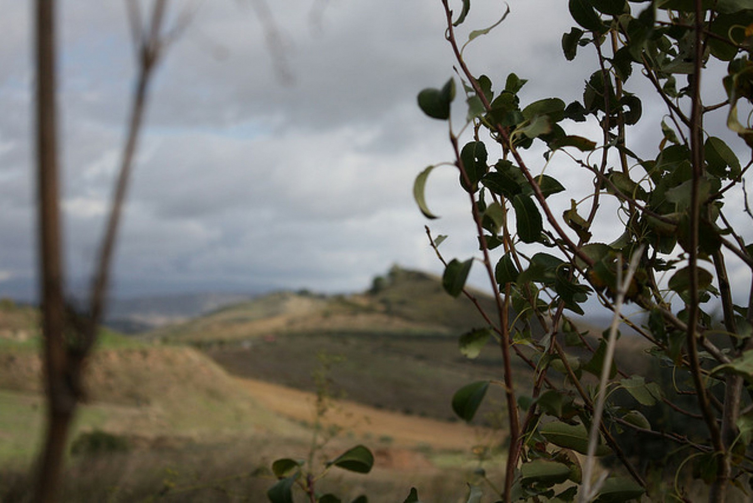 Trabonella - Caltanissetta.