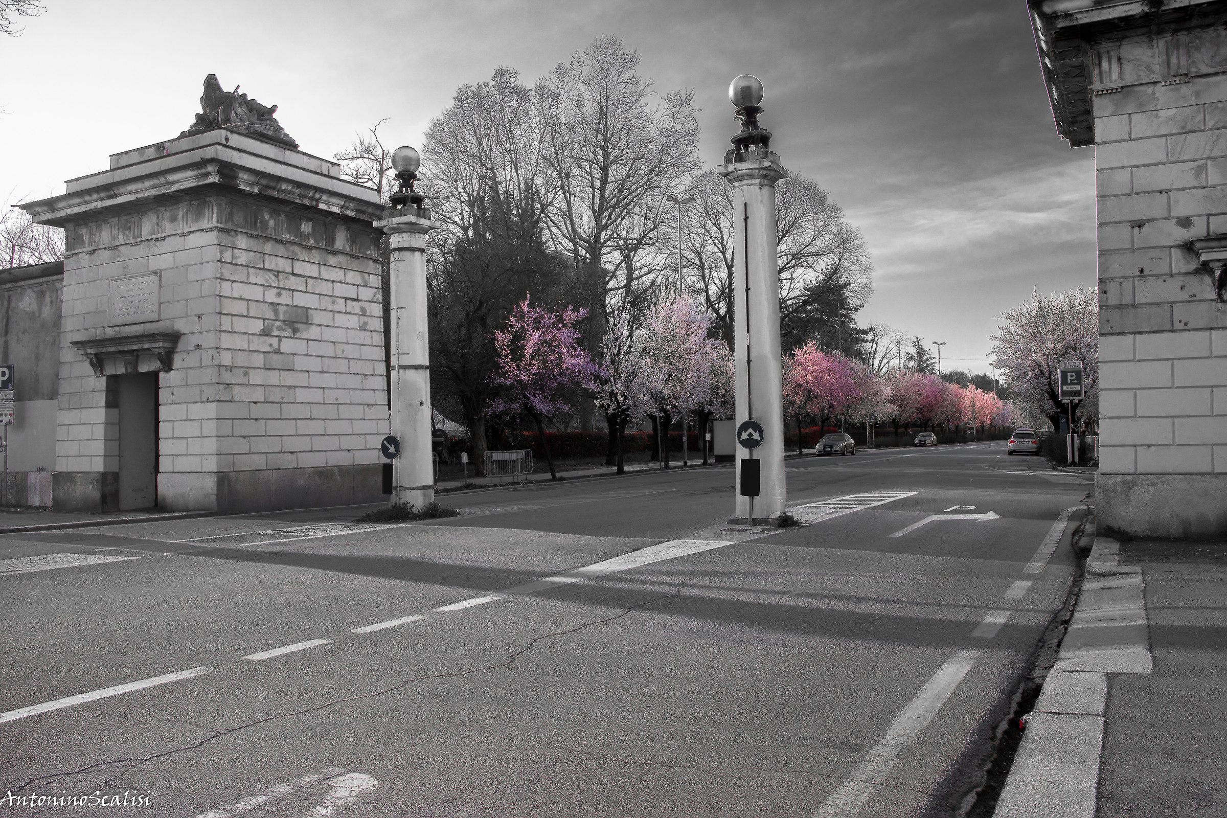 Spring black and white