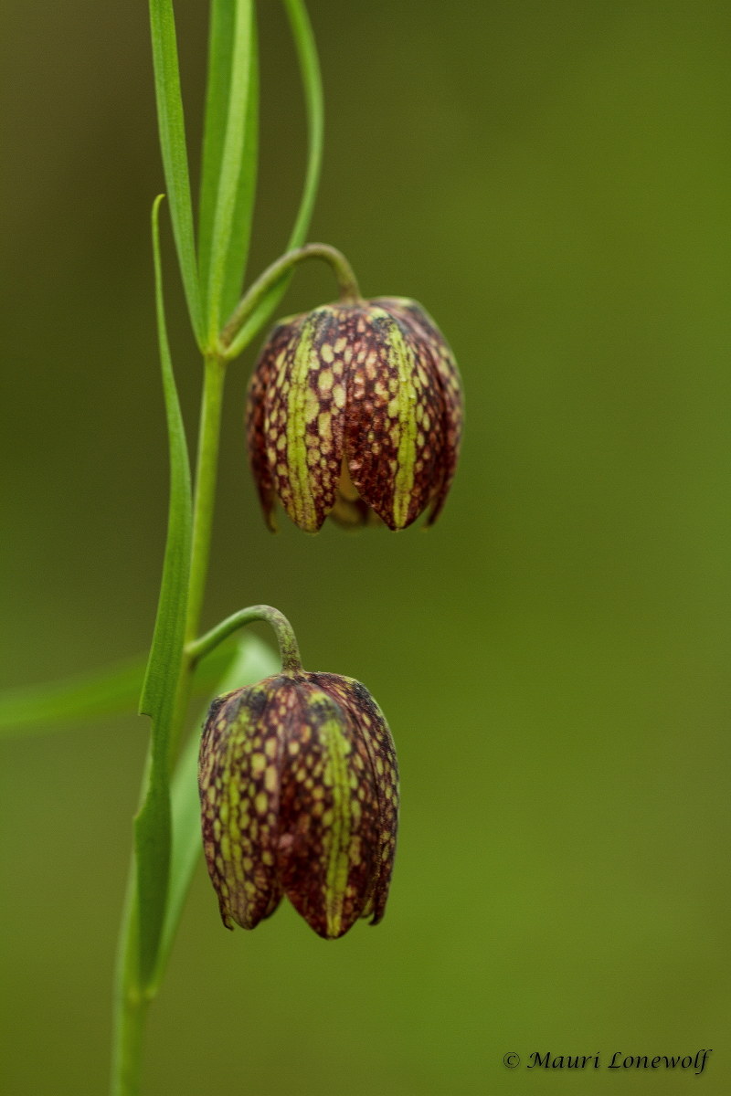 Fritillaria orientalis