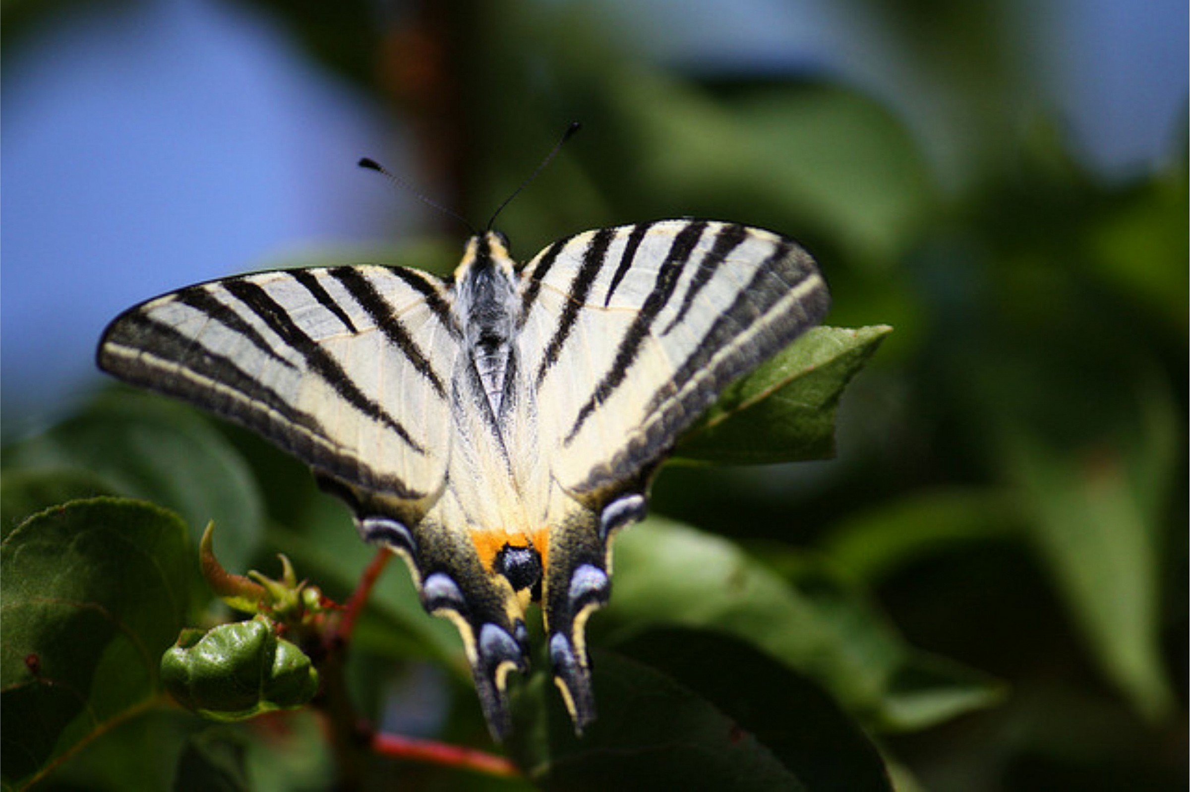 Podalirio (Iphiclides podalirius)