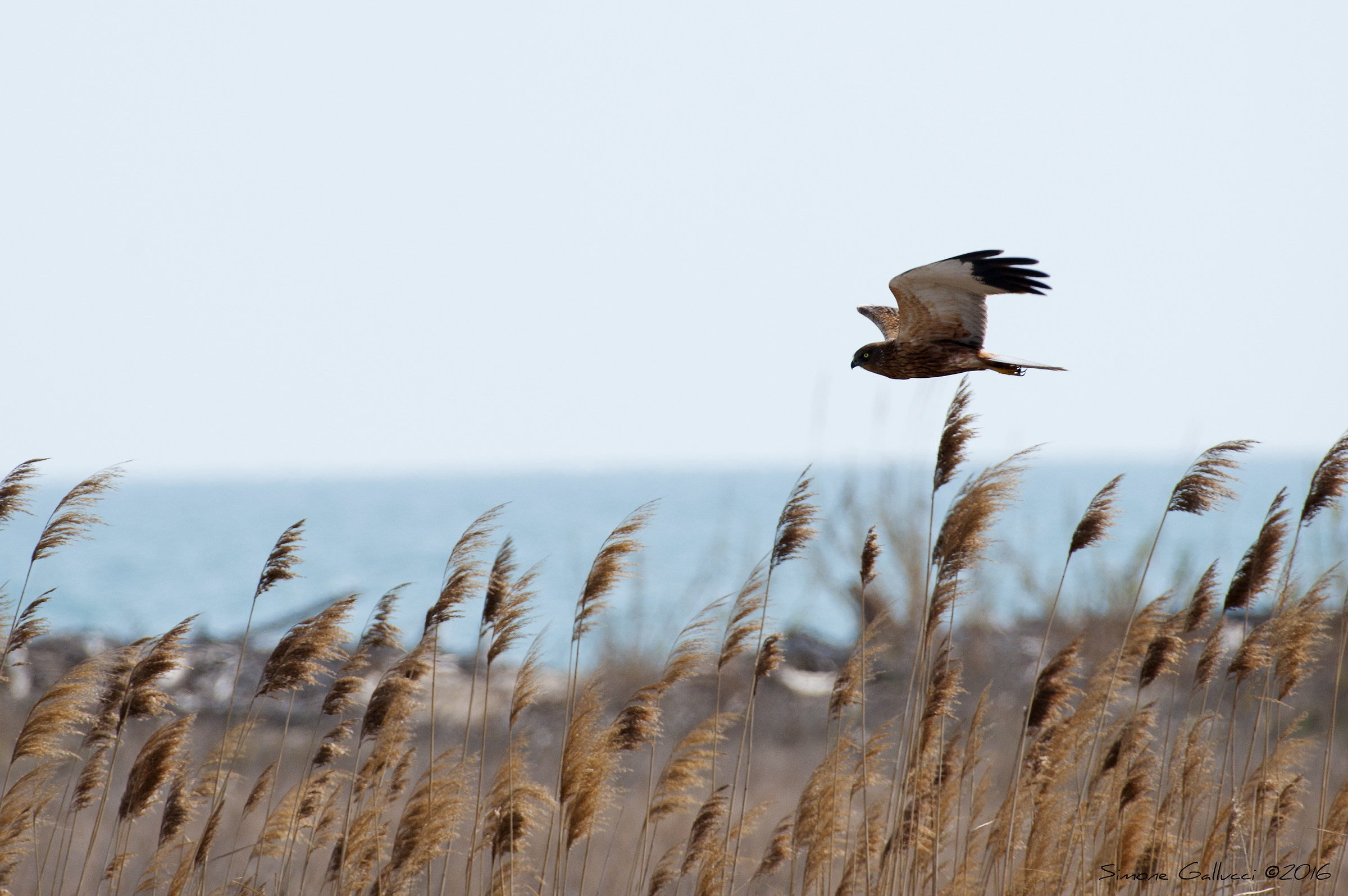Marsh harrier