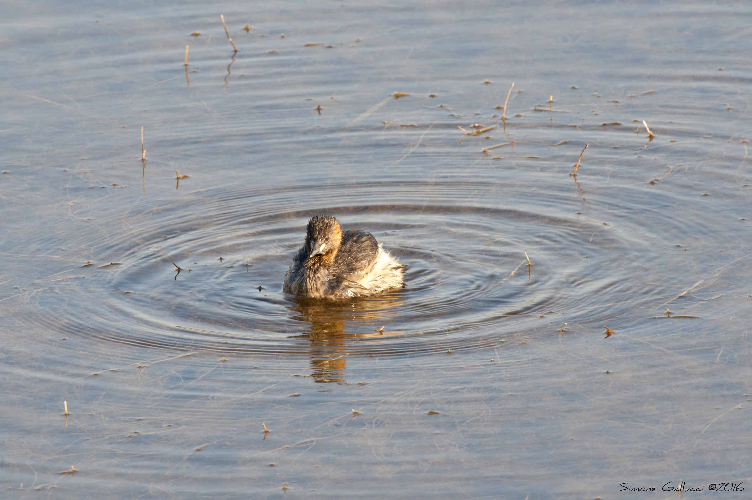 Little grebe