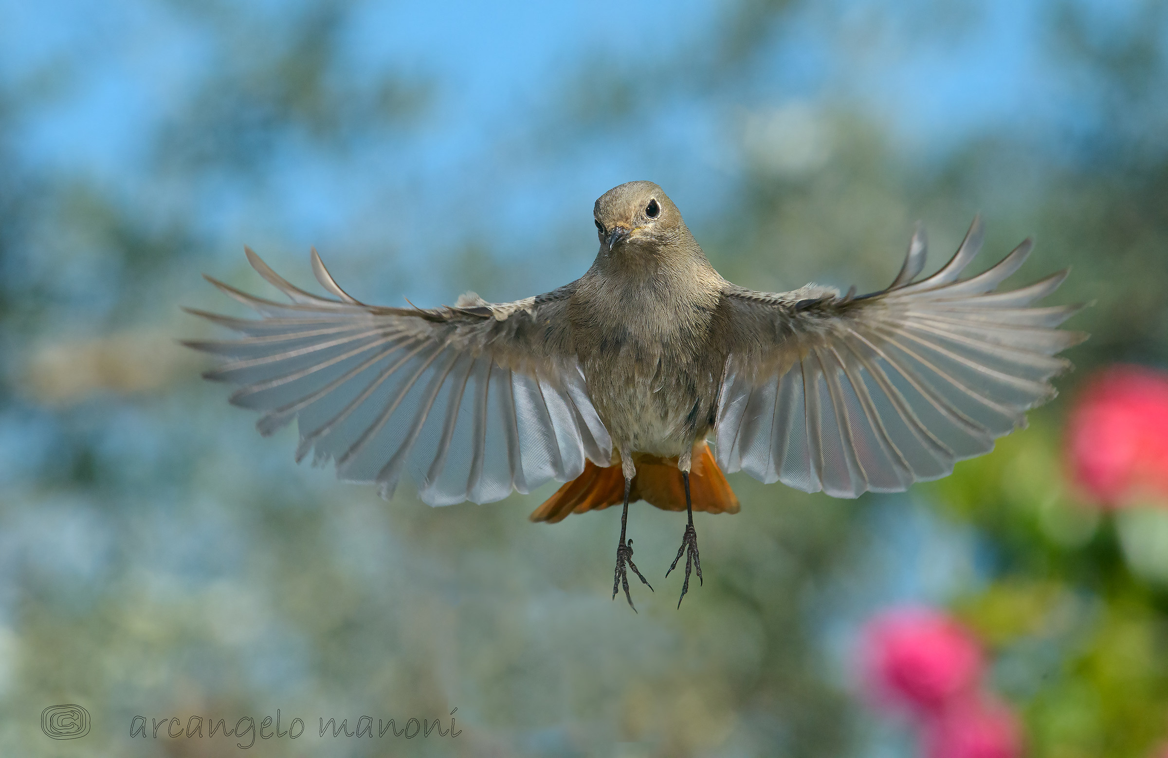 Grazie Codirosso di aver posato in volo per me!