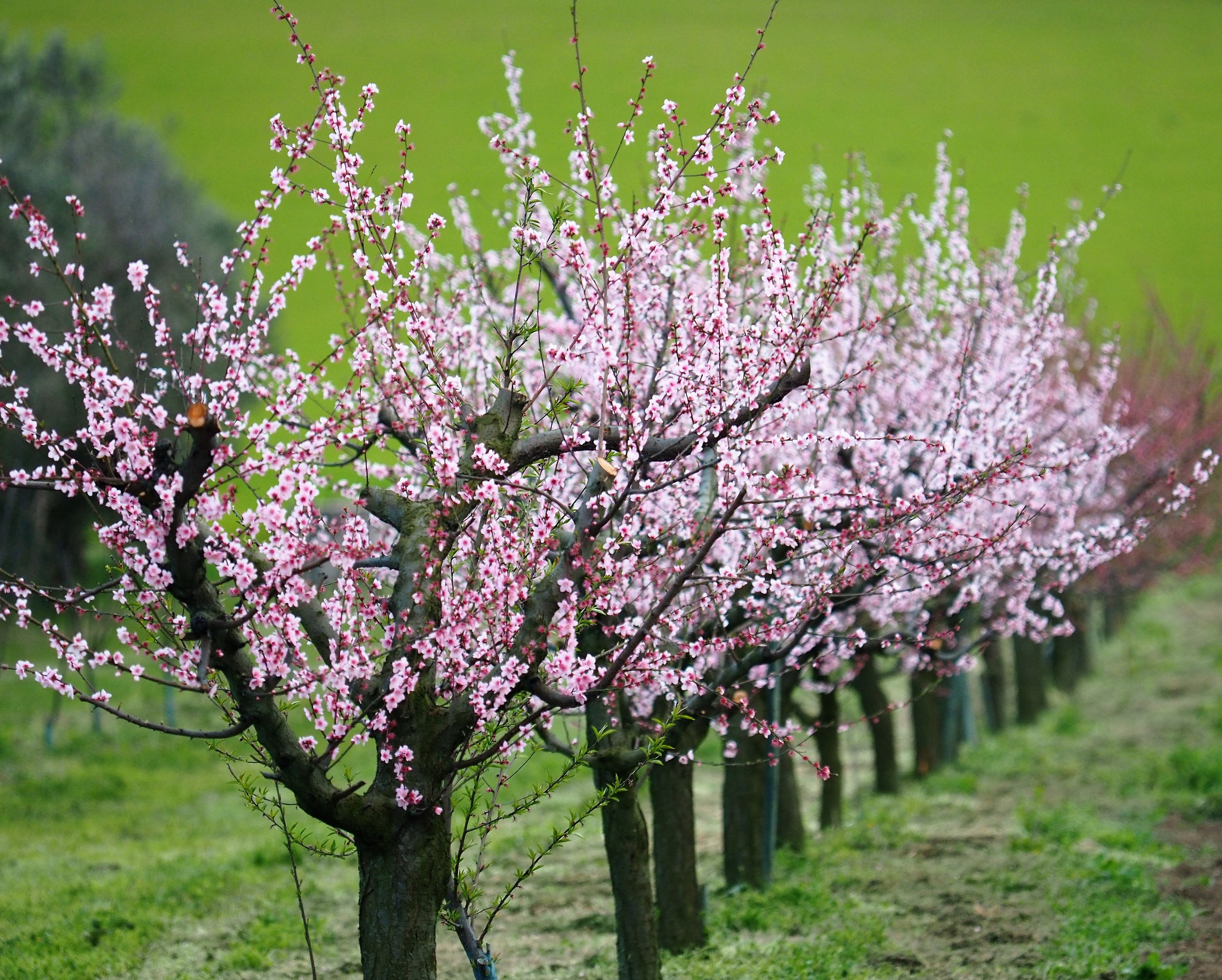 Spring shines round about ...