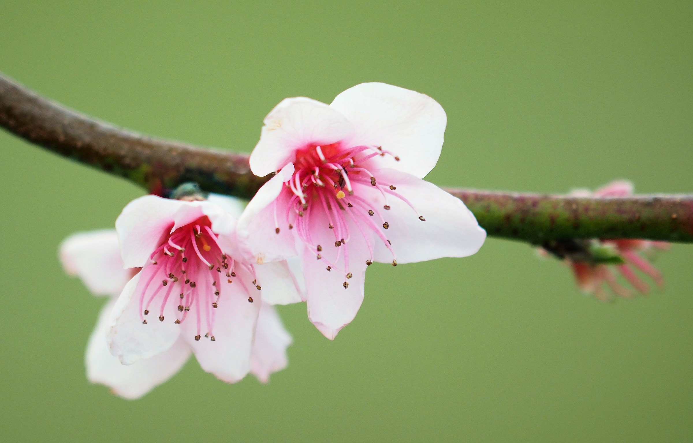 pink flowers, peach flowers