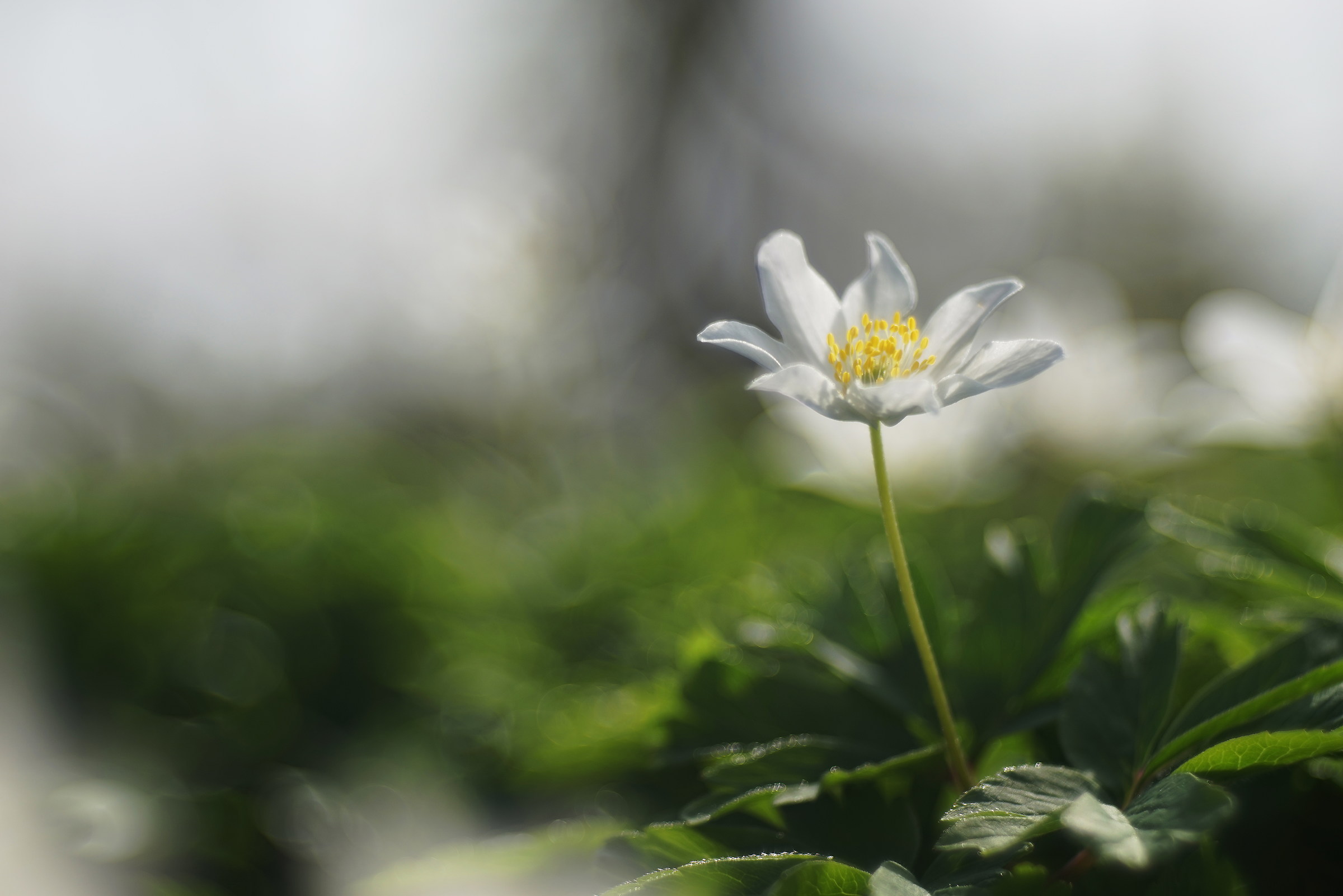 anemone nemorosa