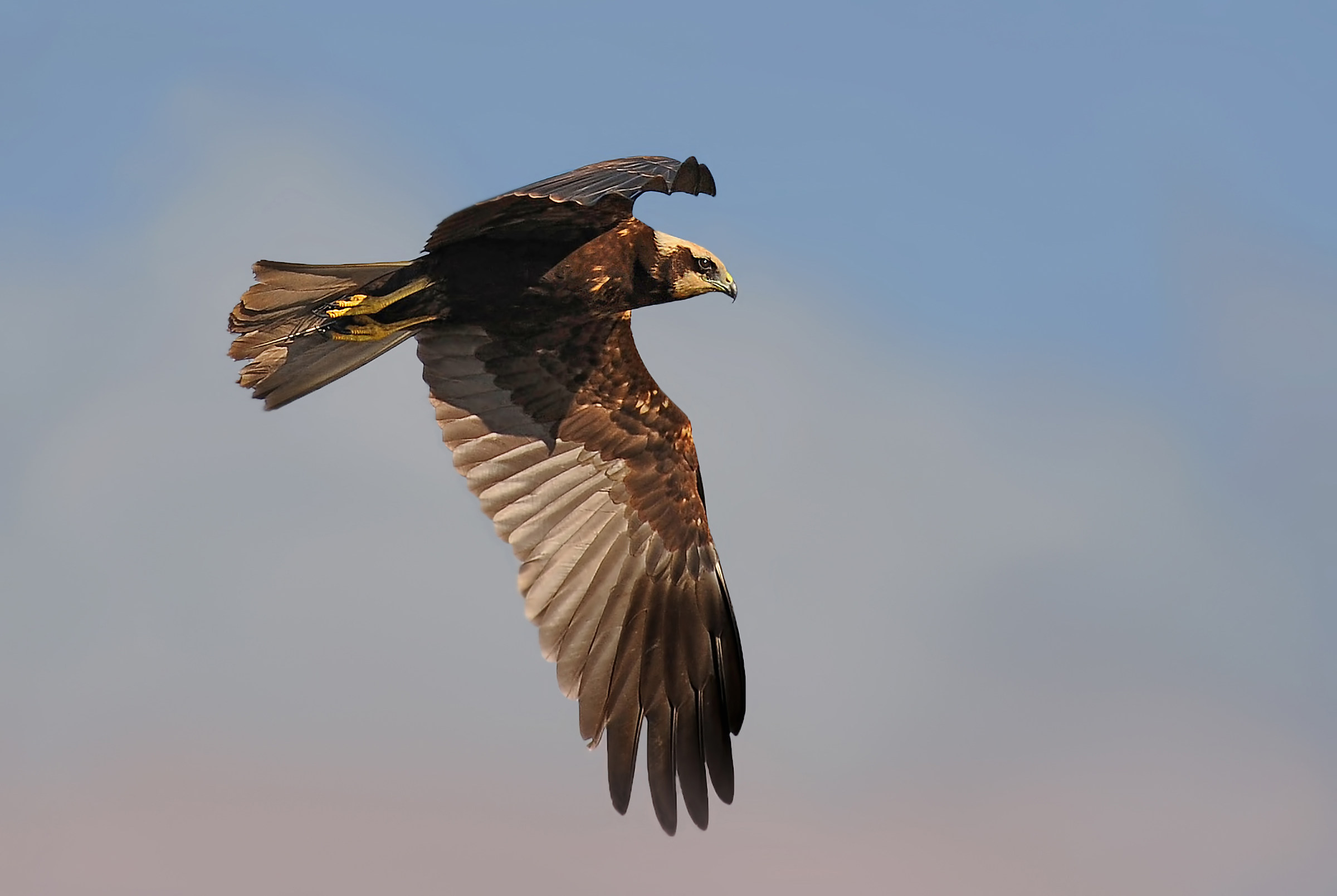 female marsh harrier