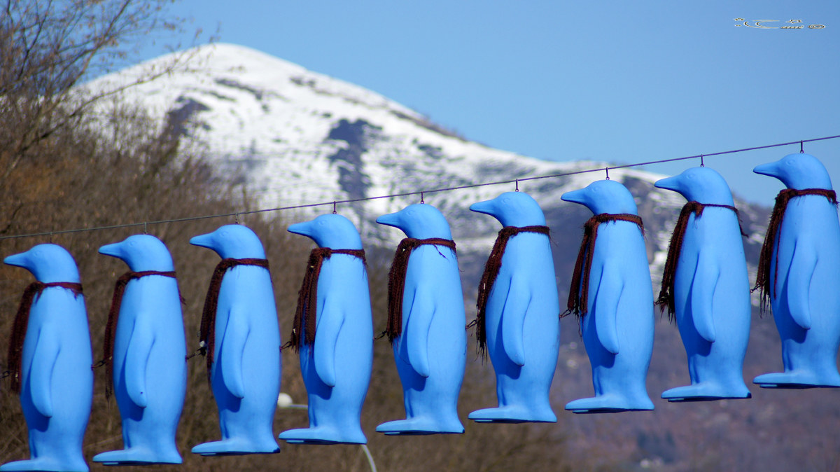 I pinguini a Biella