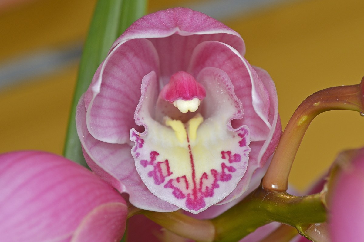 orchidea