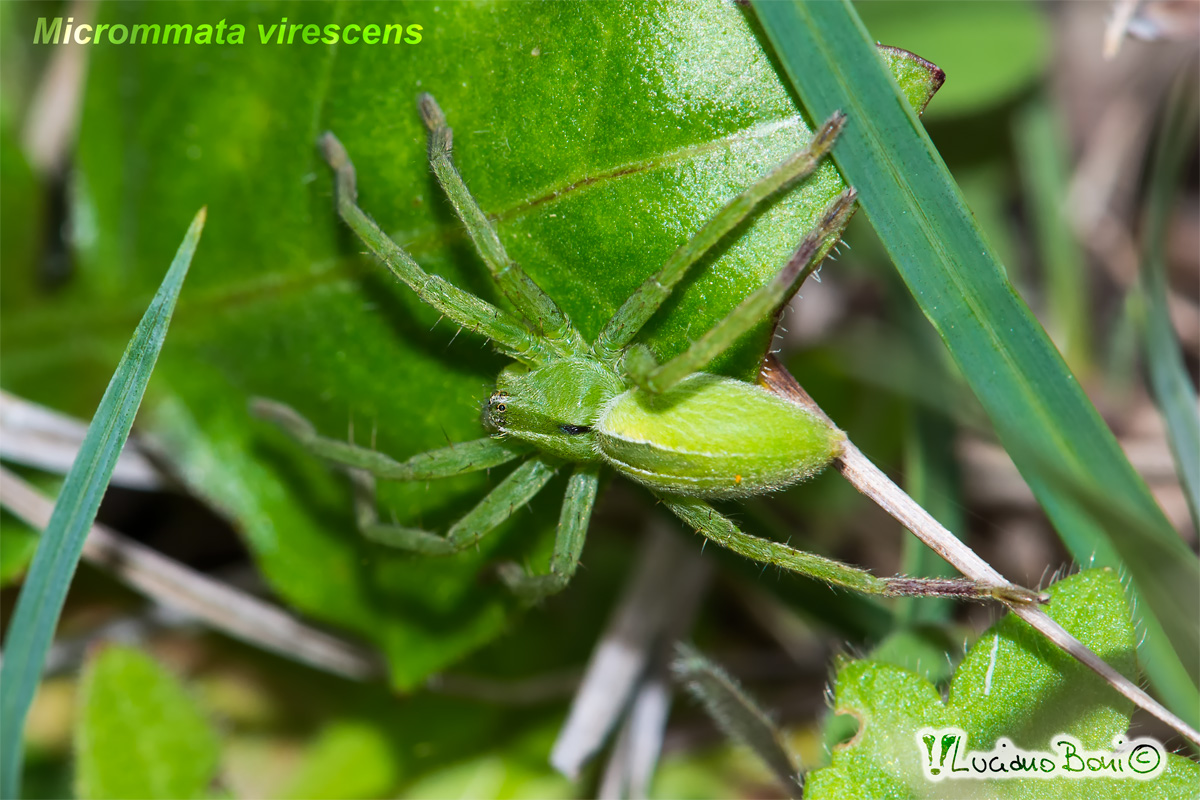 Micrommata virescens