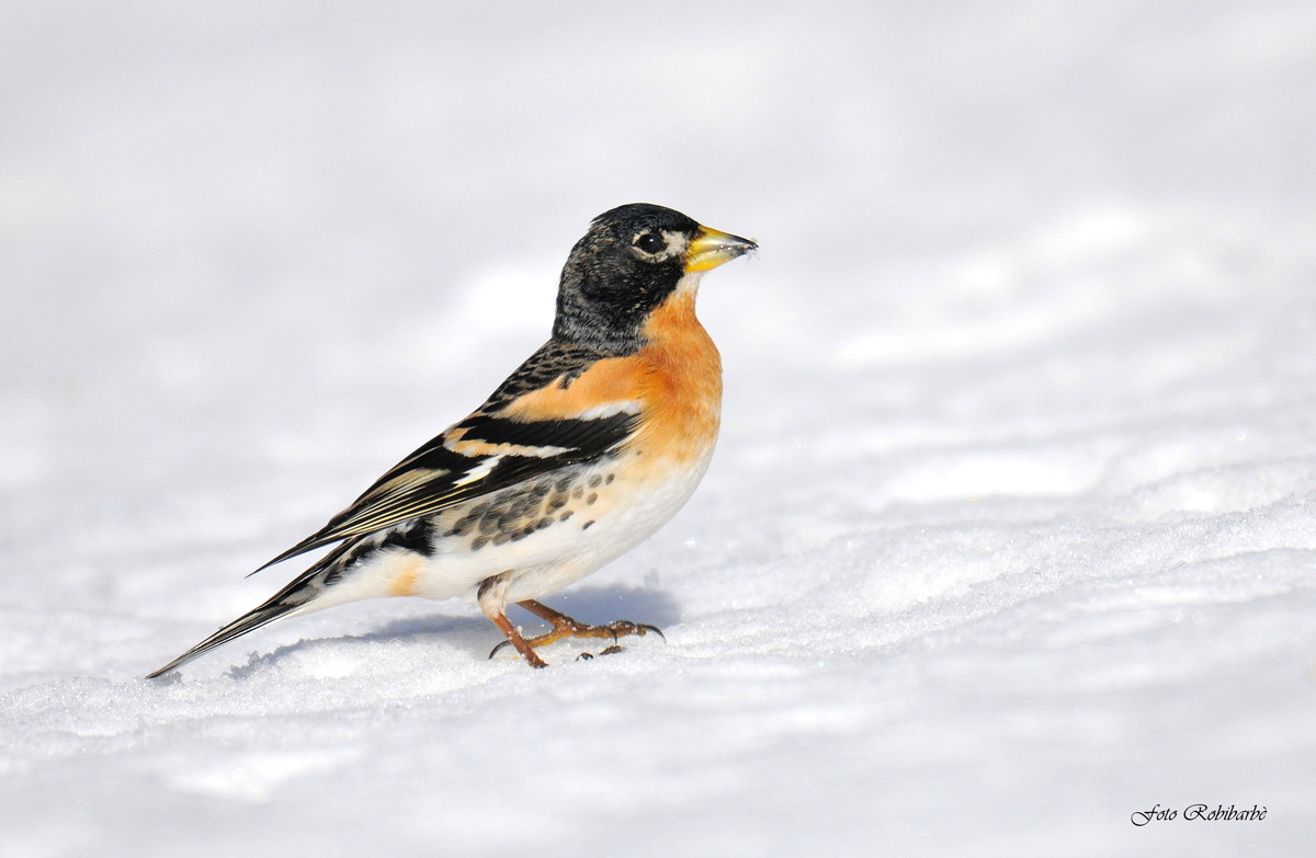 Brambling in the snow ...