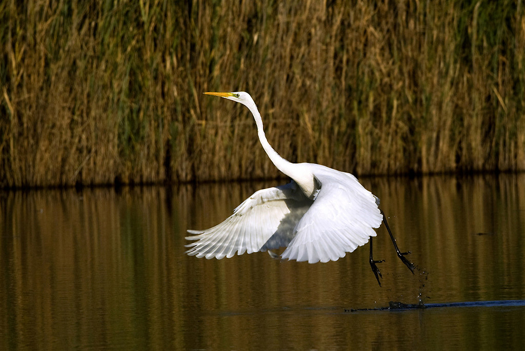 white heron