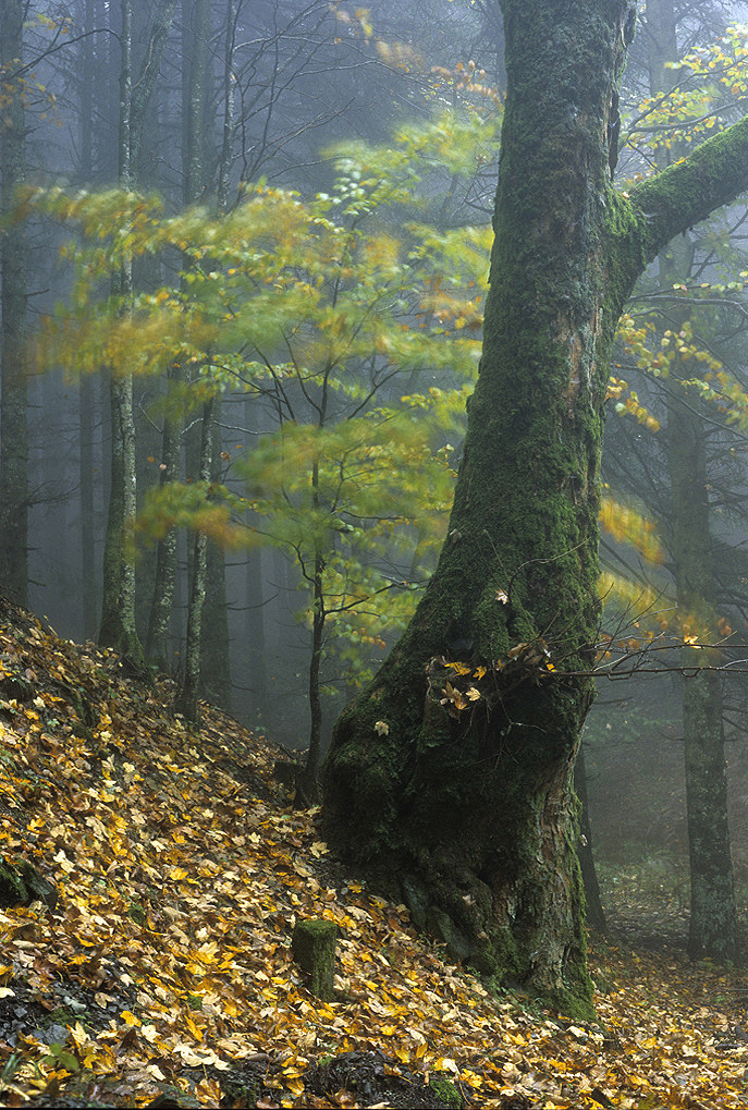 pn our forests hill airports