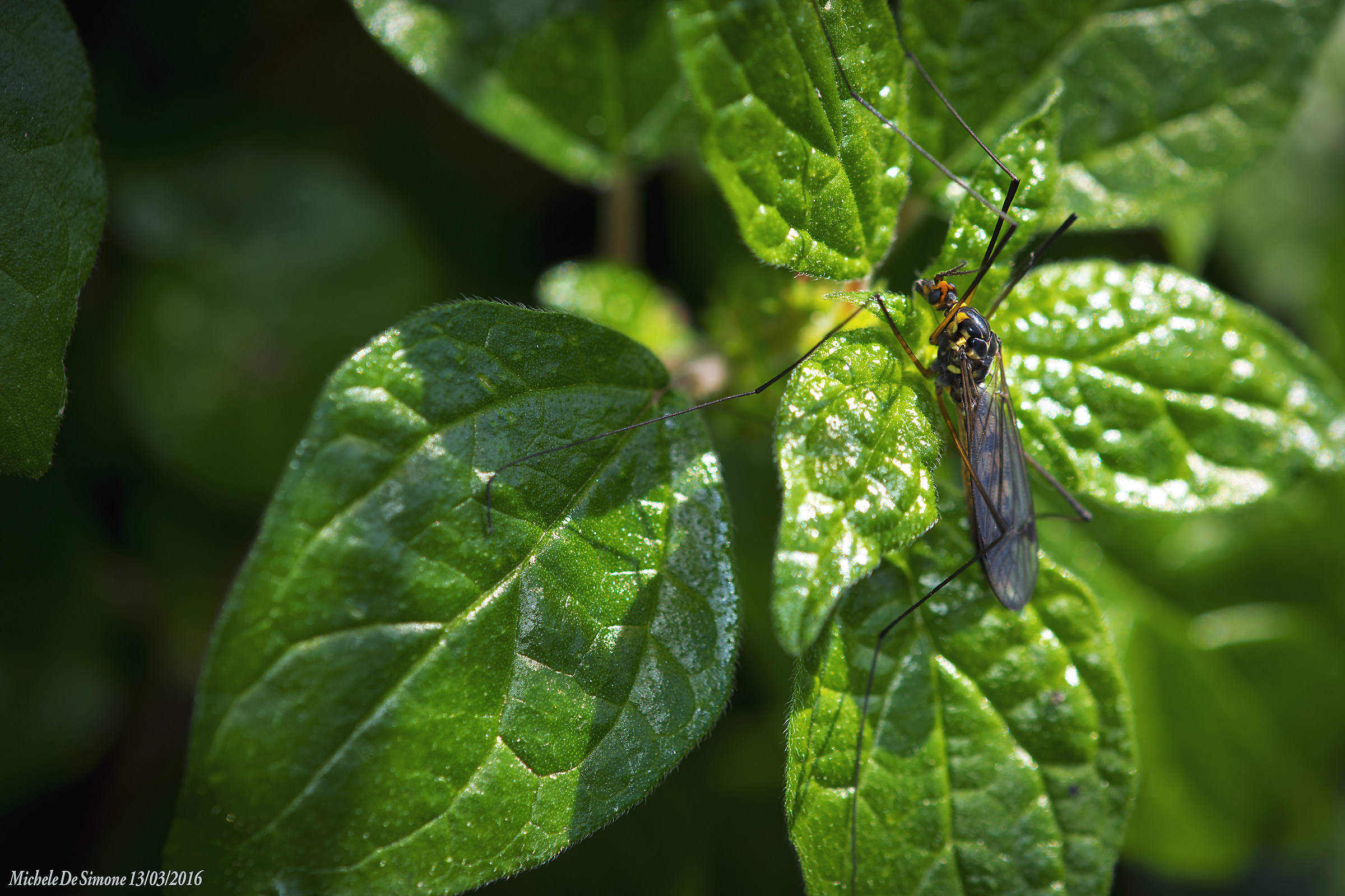 "Riposo tra le foglie"