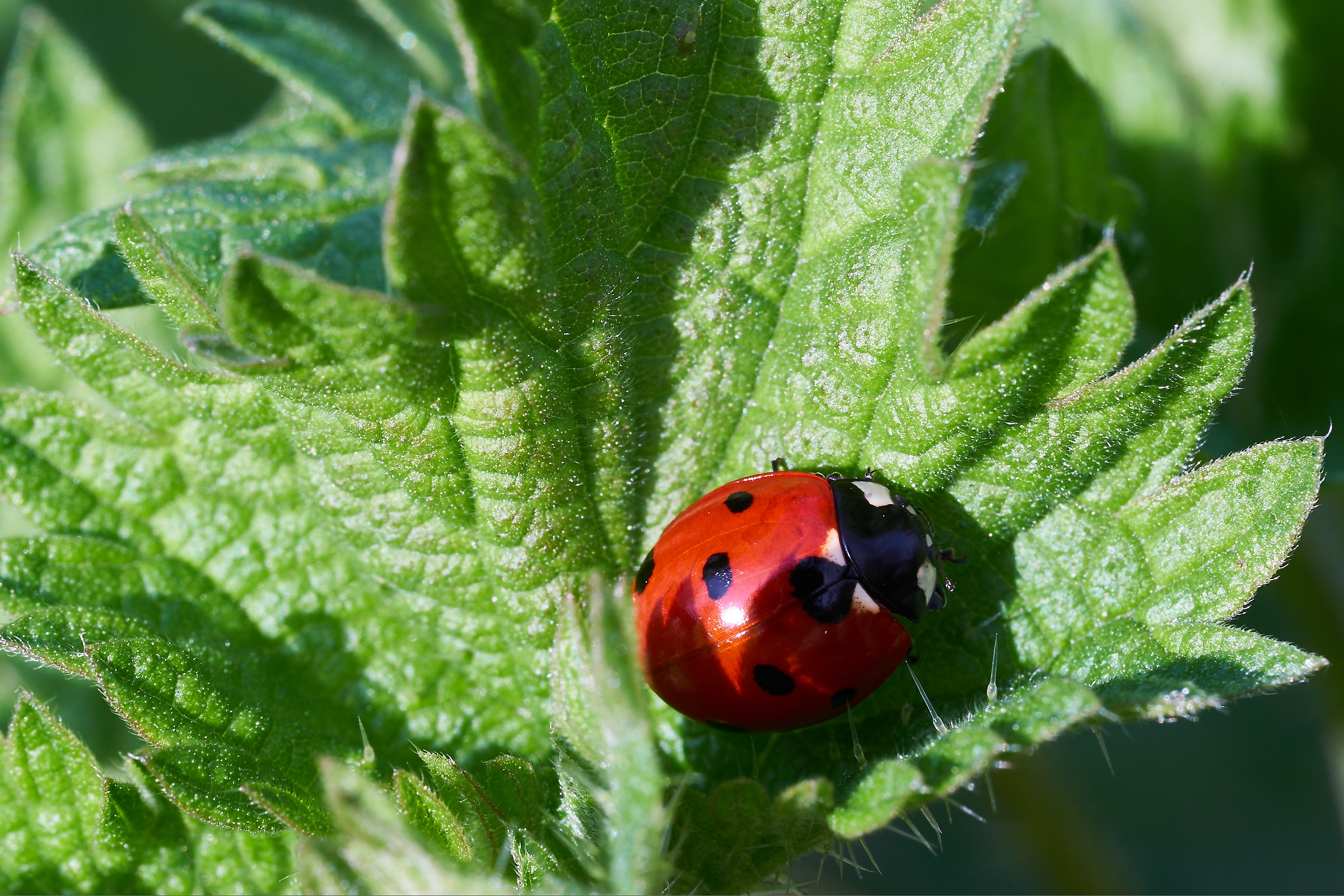 Coccinella su ortica