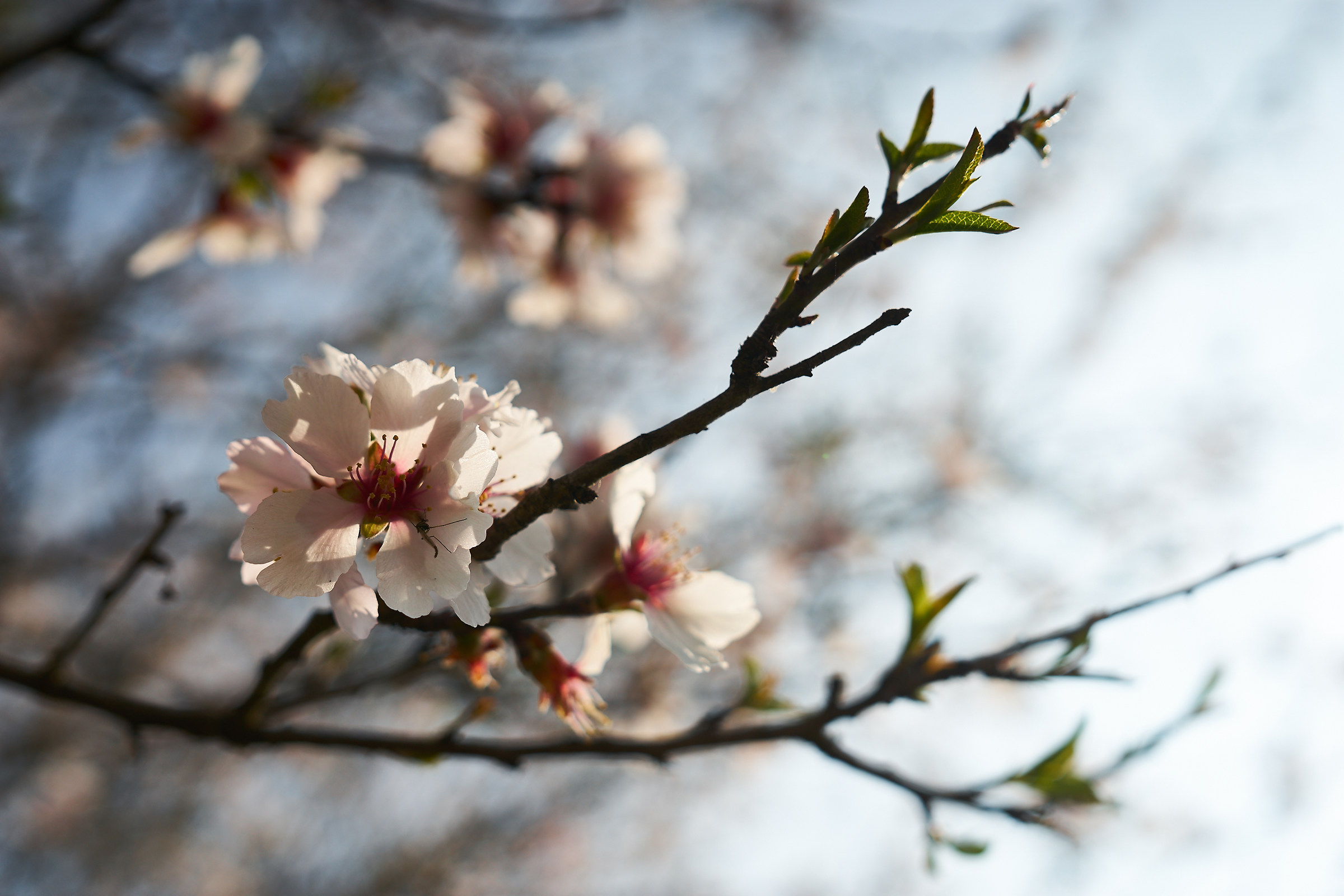 fior di ciliegio (+zanzara)