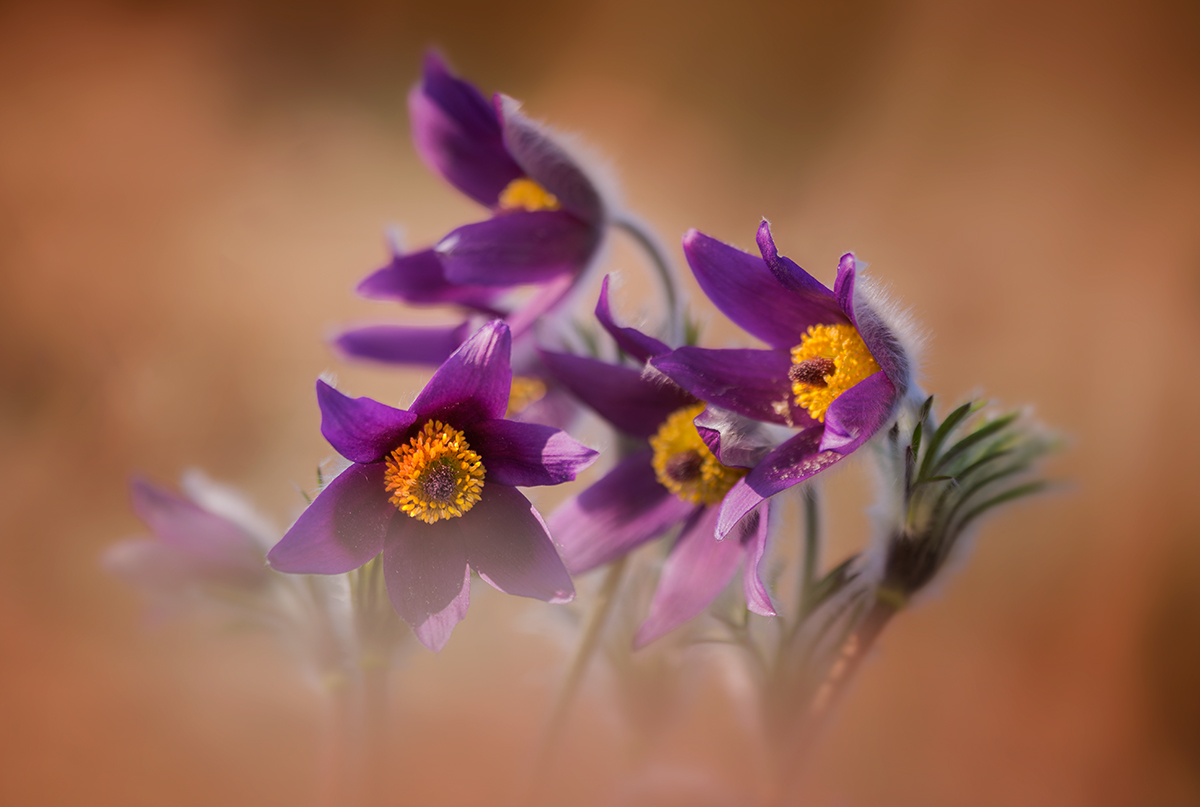 Pulsatilla vulgaris