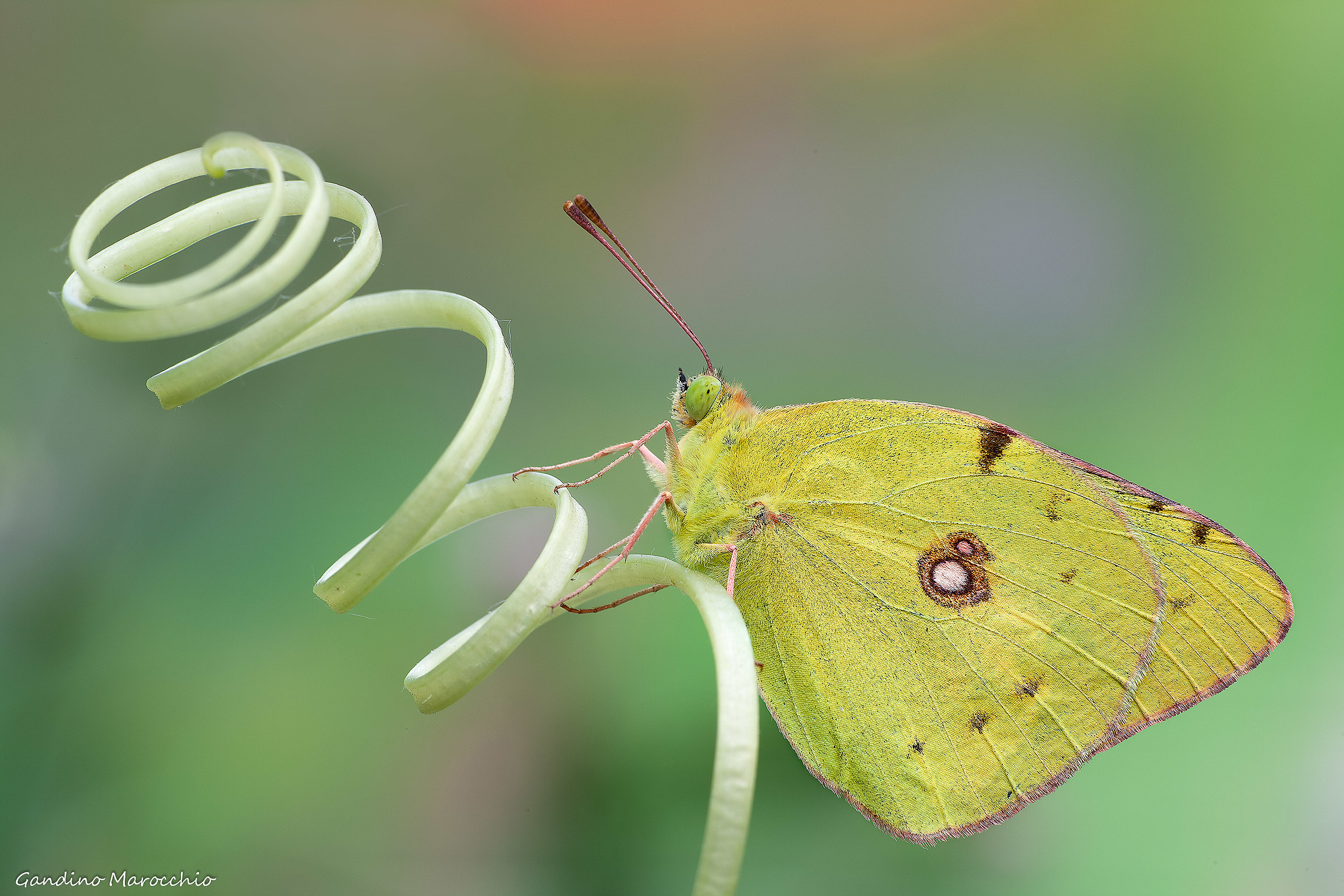 Colias crocea