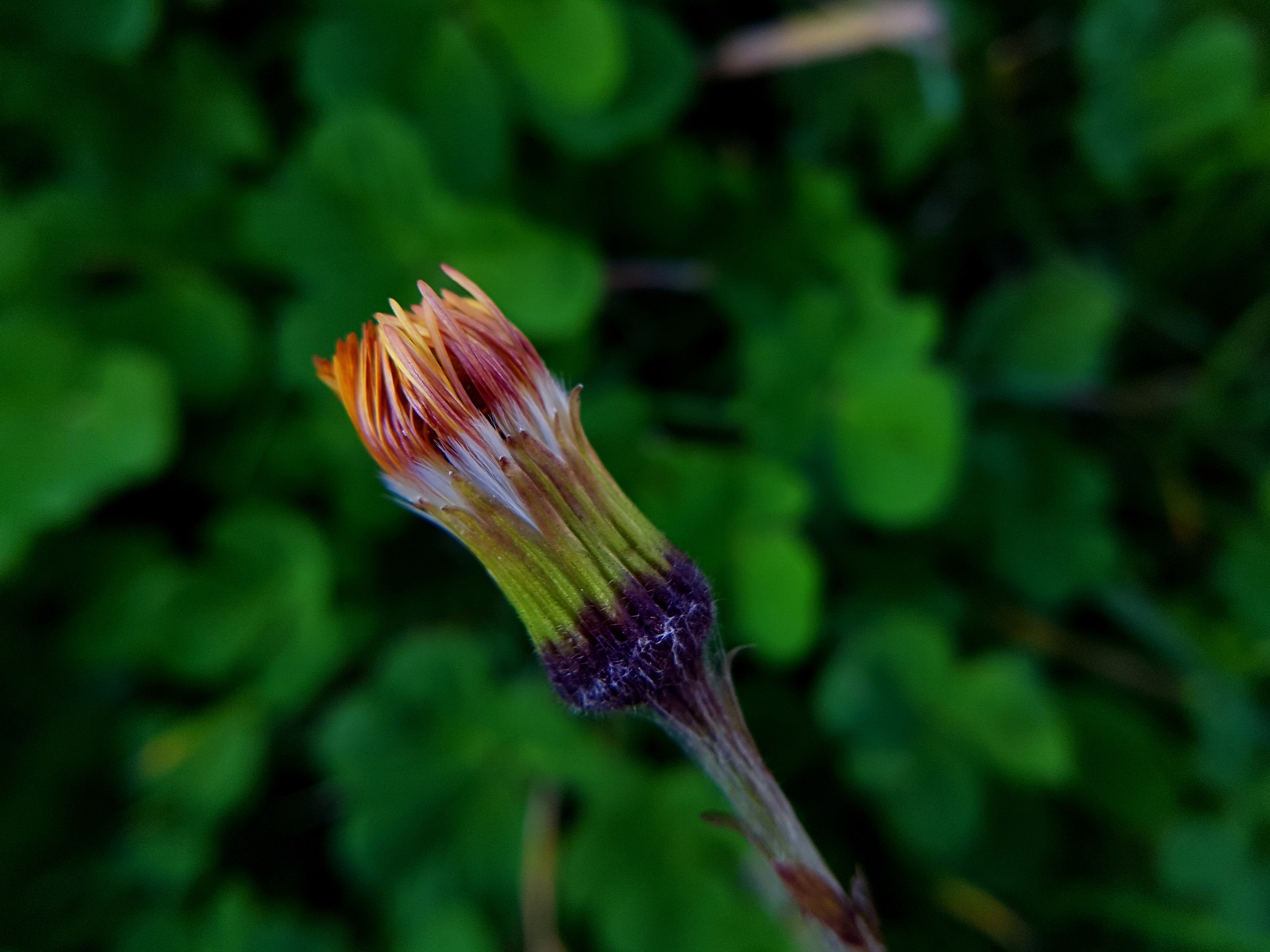 The "brush" in the green ..
