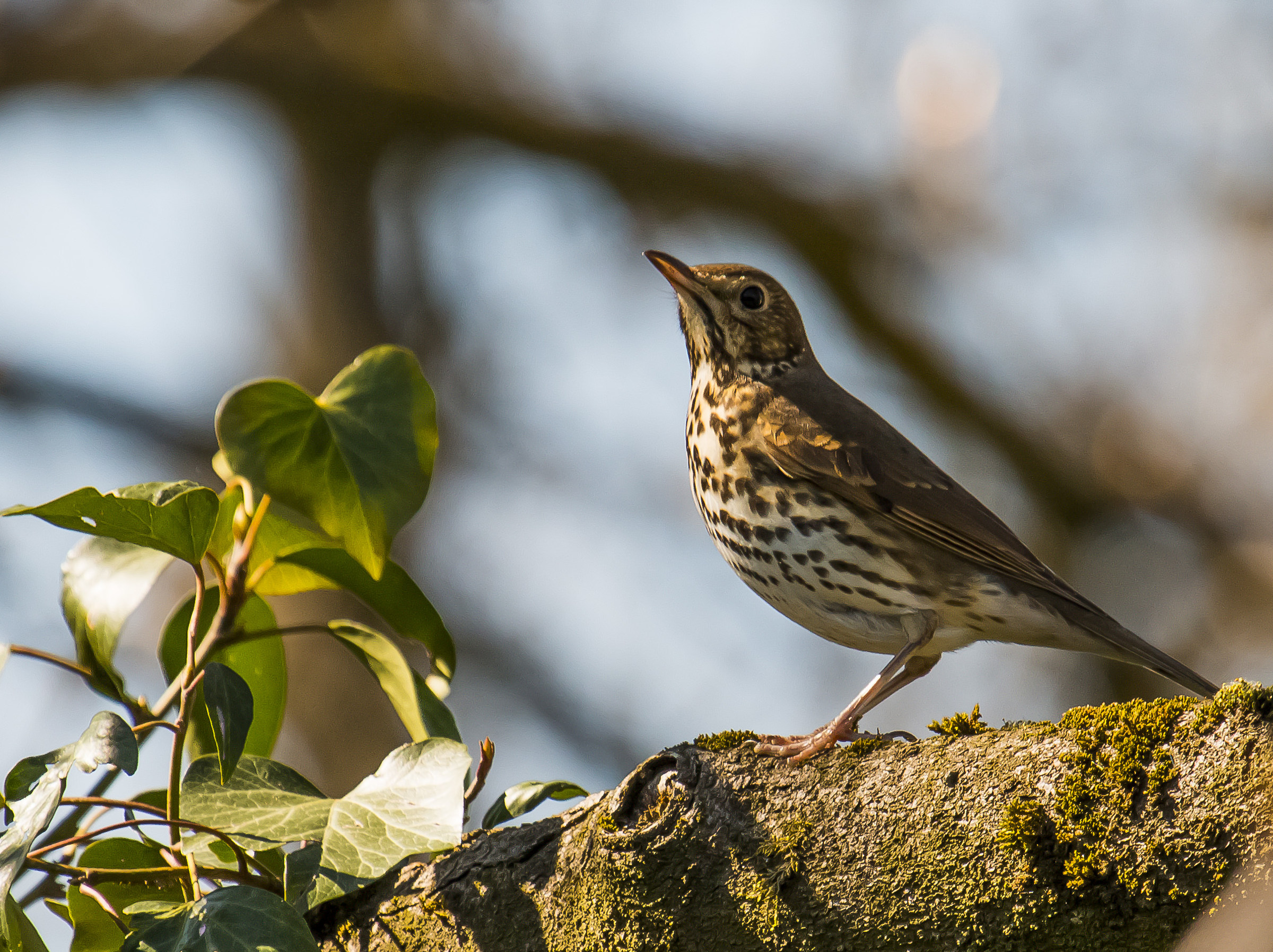 Tordo bottaccio non Cesena!!!