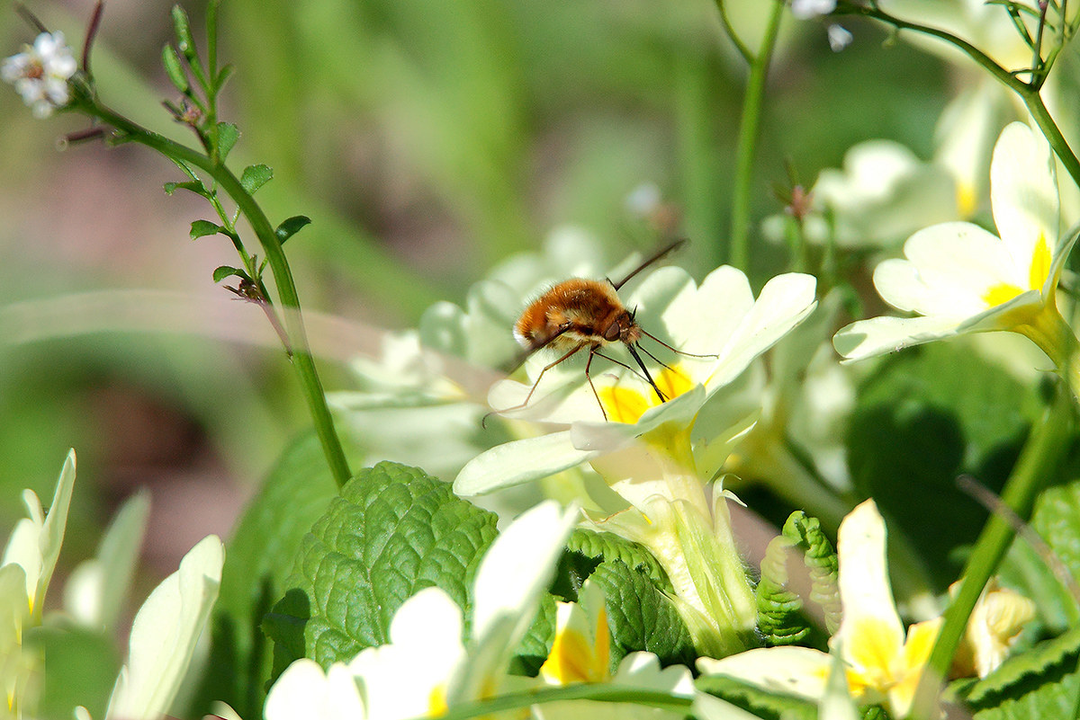 I do a little drop ....