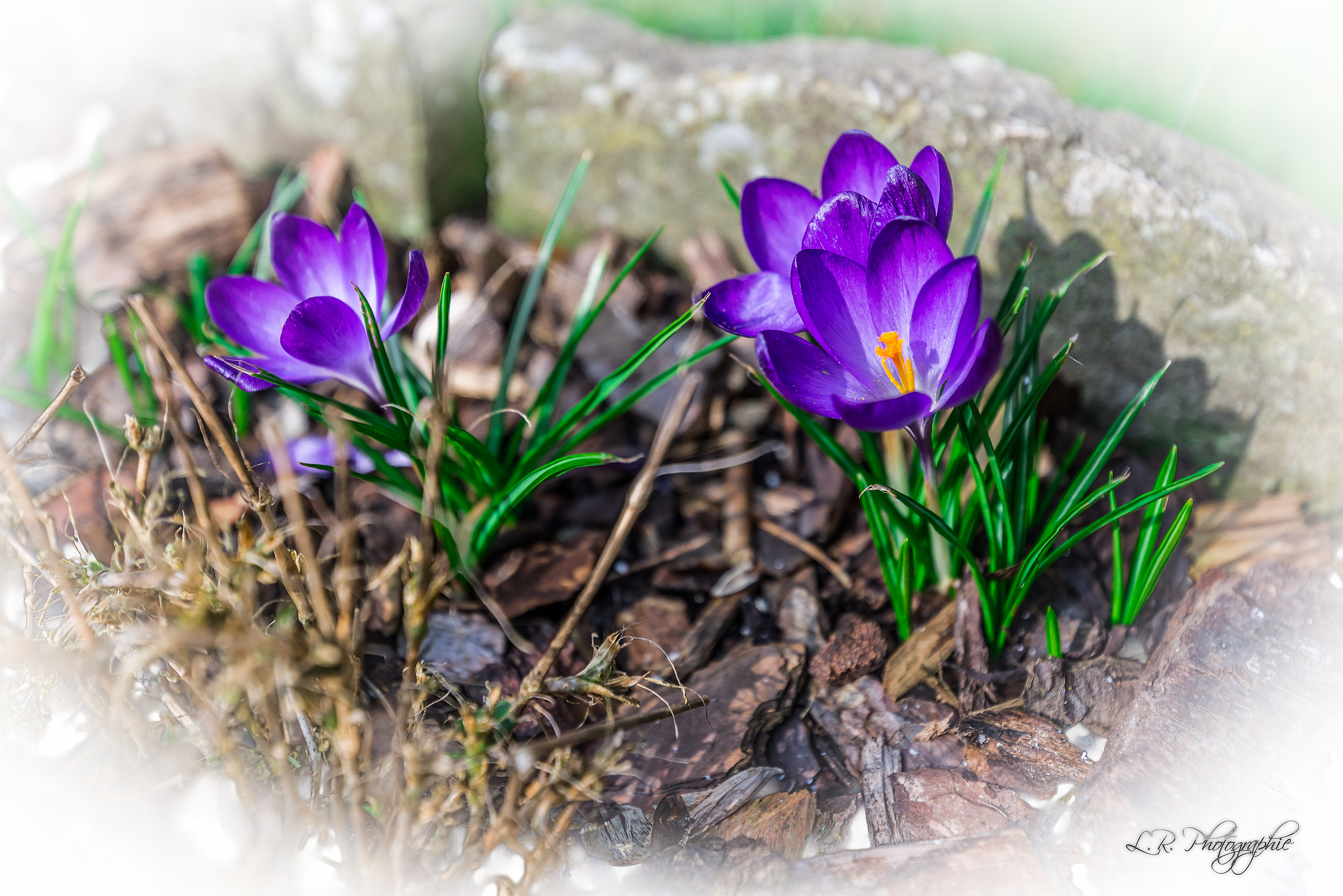 Crocus 2