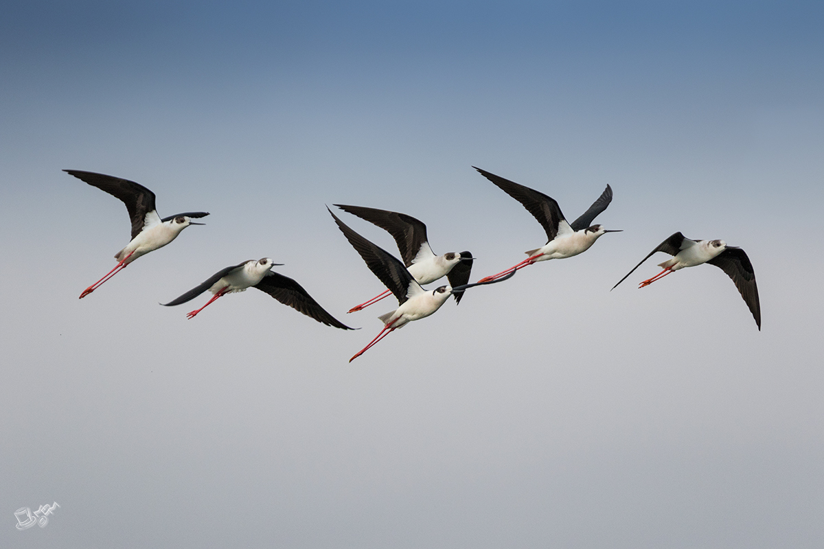 Cavalieri, i primi arrivati