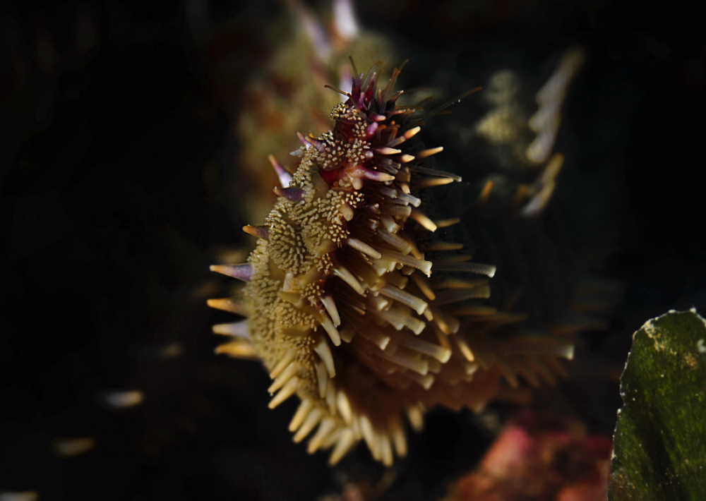 Supermacro su stella marina