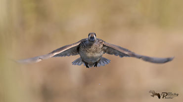 Marmaronetta angustirostris