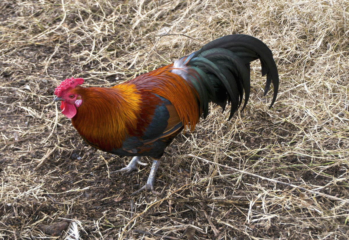 True free-range rooster