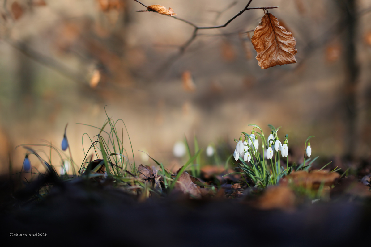 l' autunno e la primavera si incontrano .....