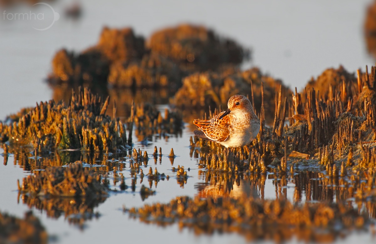 Gambecchio Comune in piumaggio nunziale