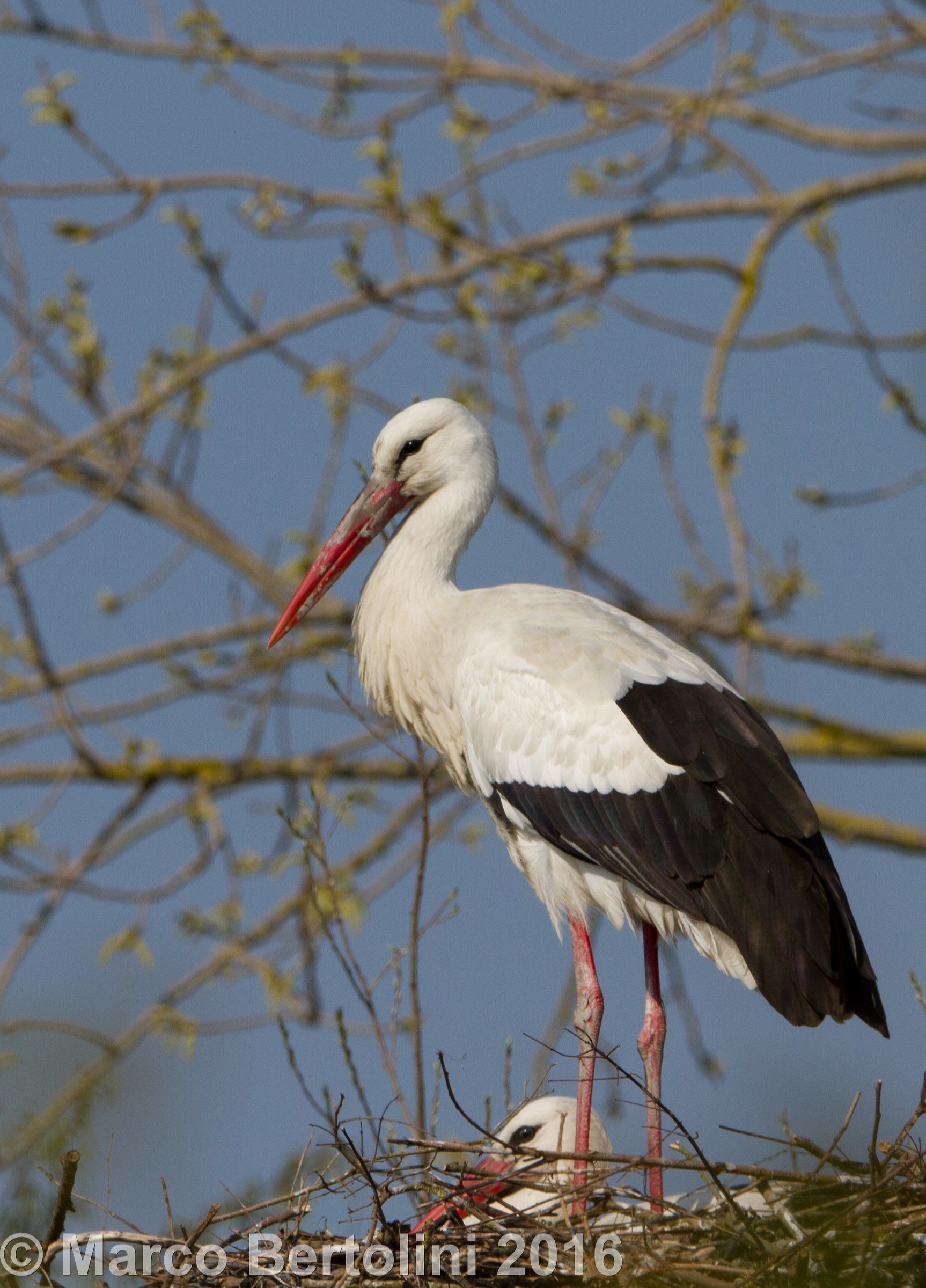 storks
