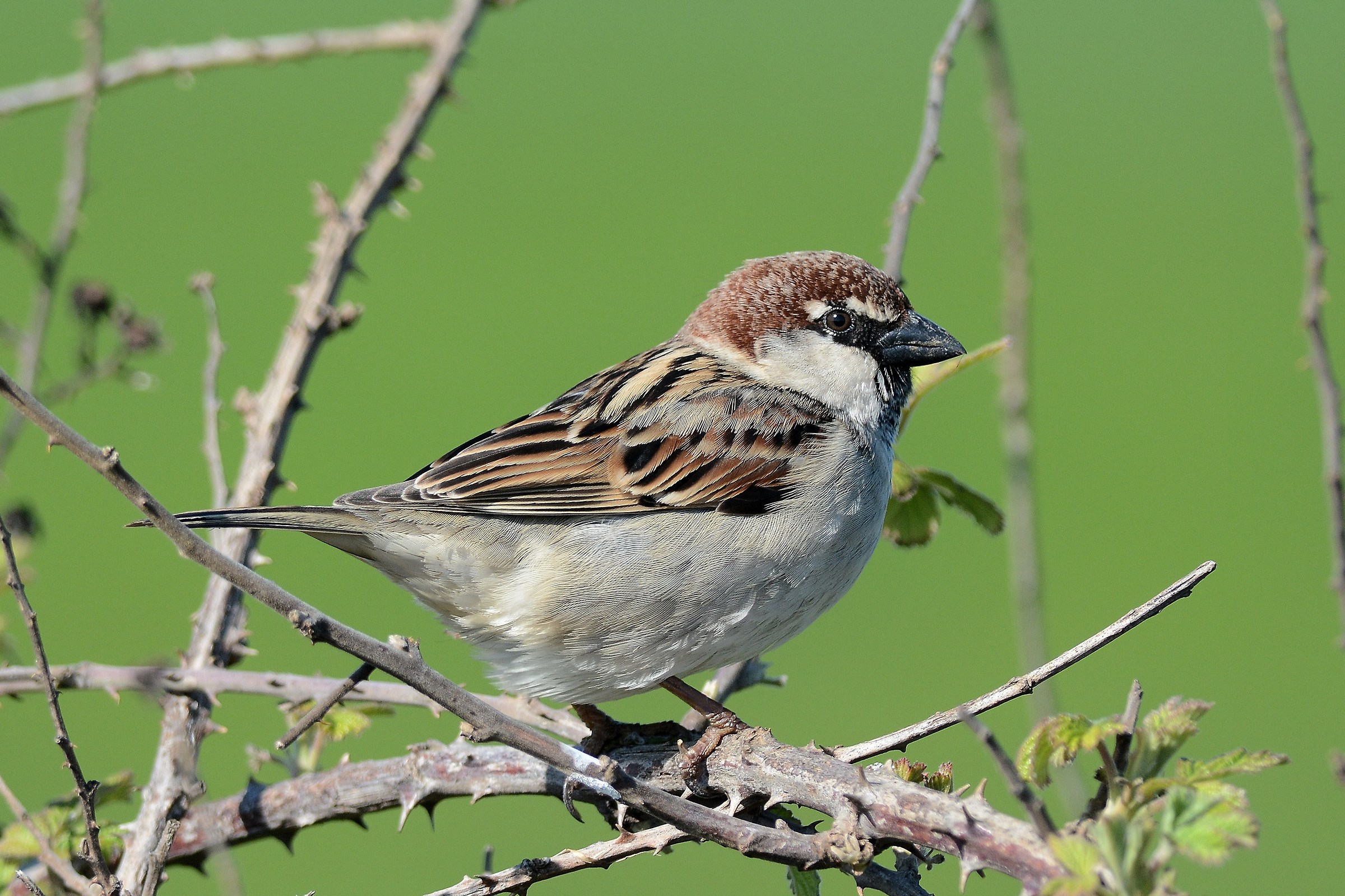 A simple sparrow